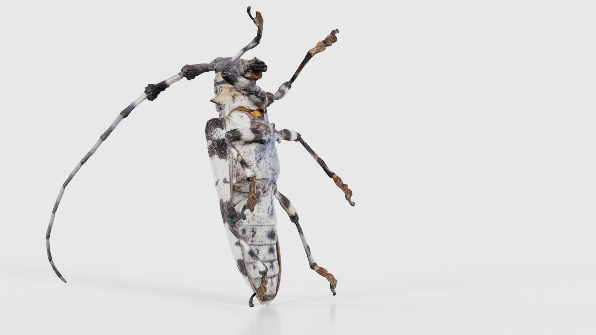 Longhorn Beetle Cerambycidae Low-poly 3D model_23