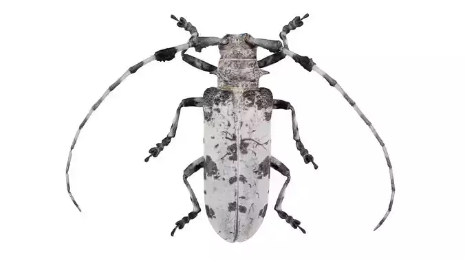 Longhorn Beetle Cerambycidae Low-poly 3D model