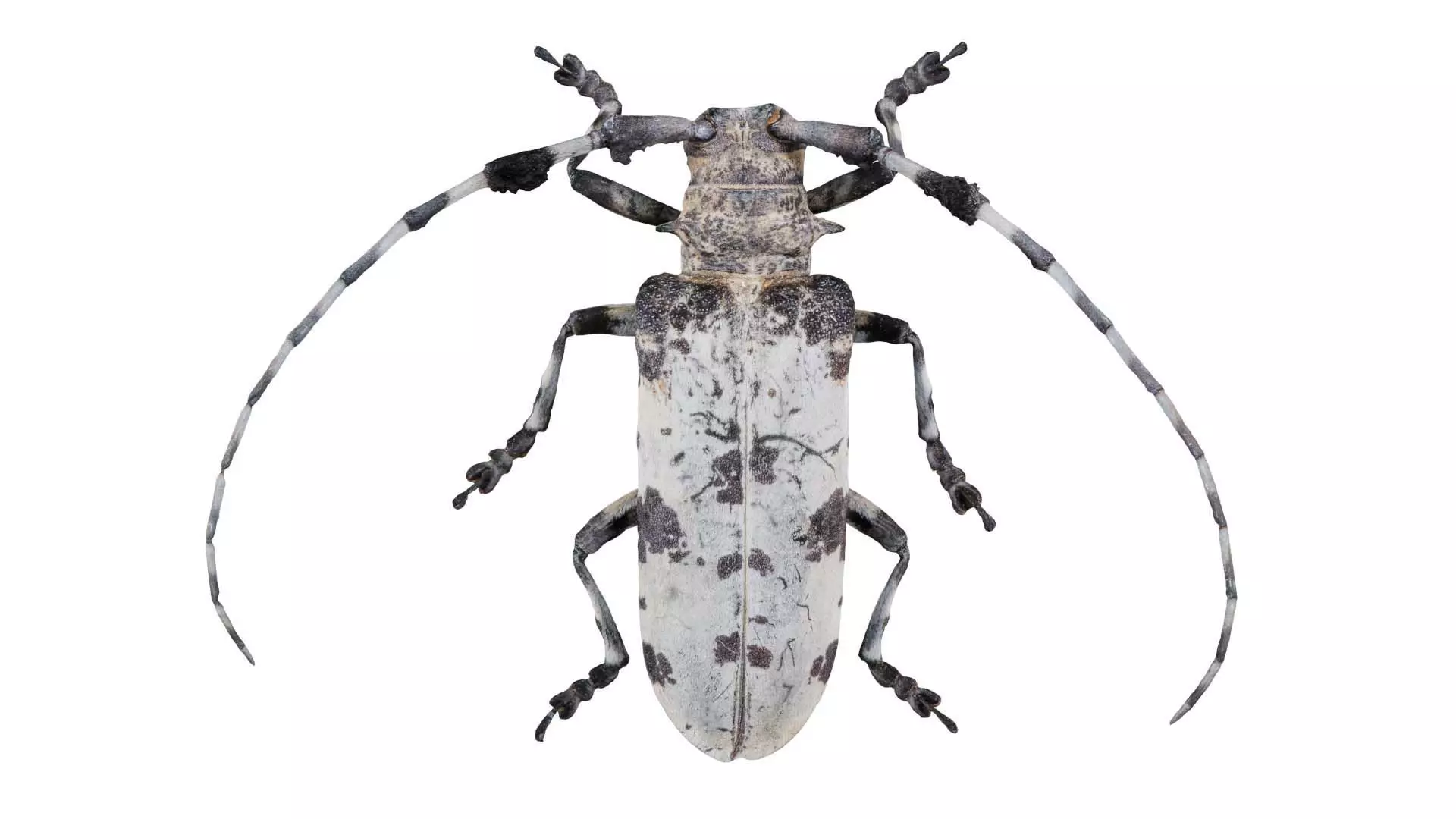 Longhorn Beetle Cerambycidae Low-poly 3D model_0