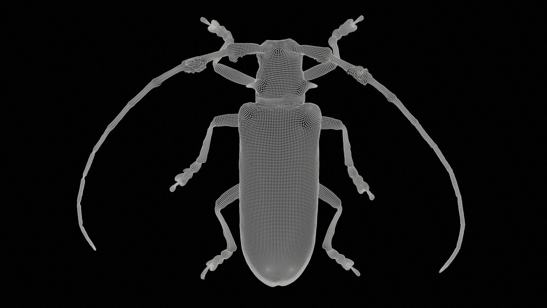 Longhorn Beetle Cerambycidae Low-poly 3D model_11