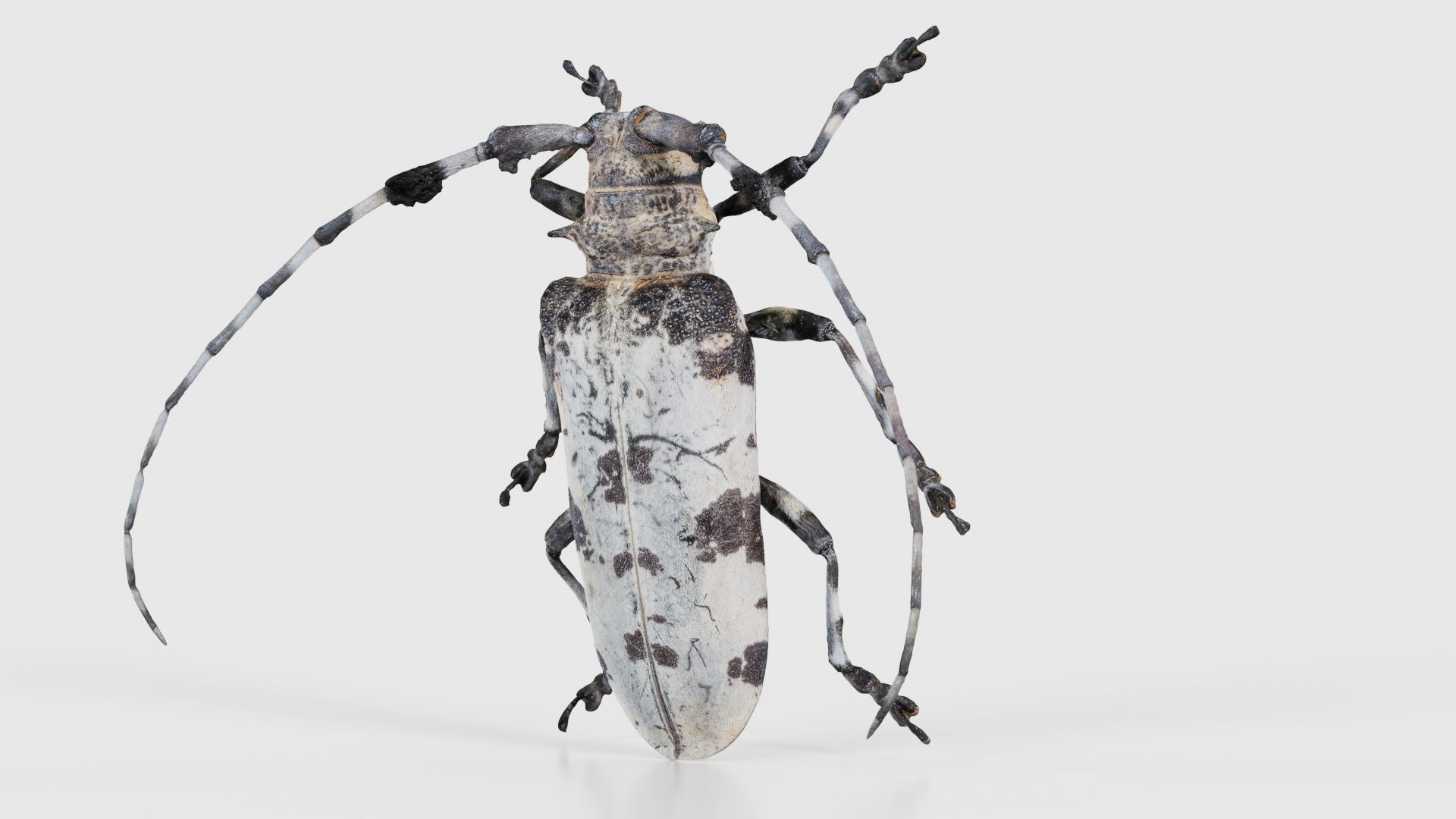 Longhorn Beetle Cerambycidae Low-poly 3D model_26
