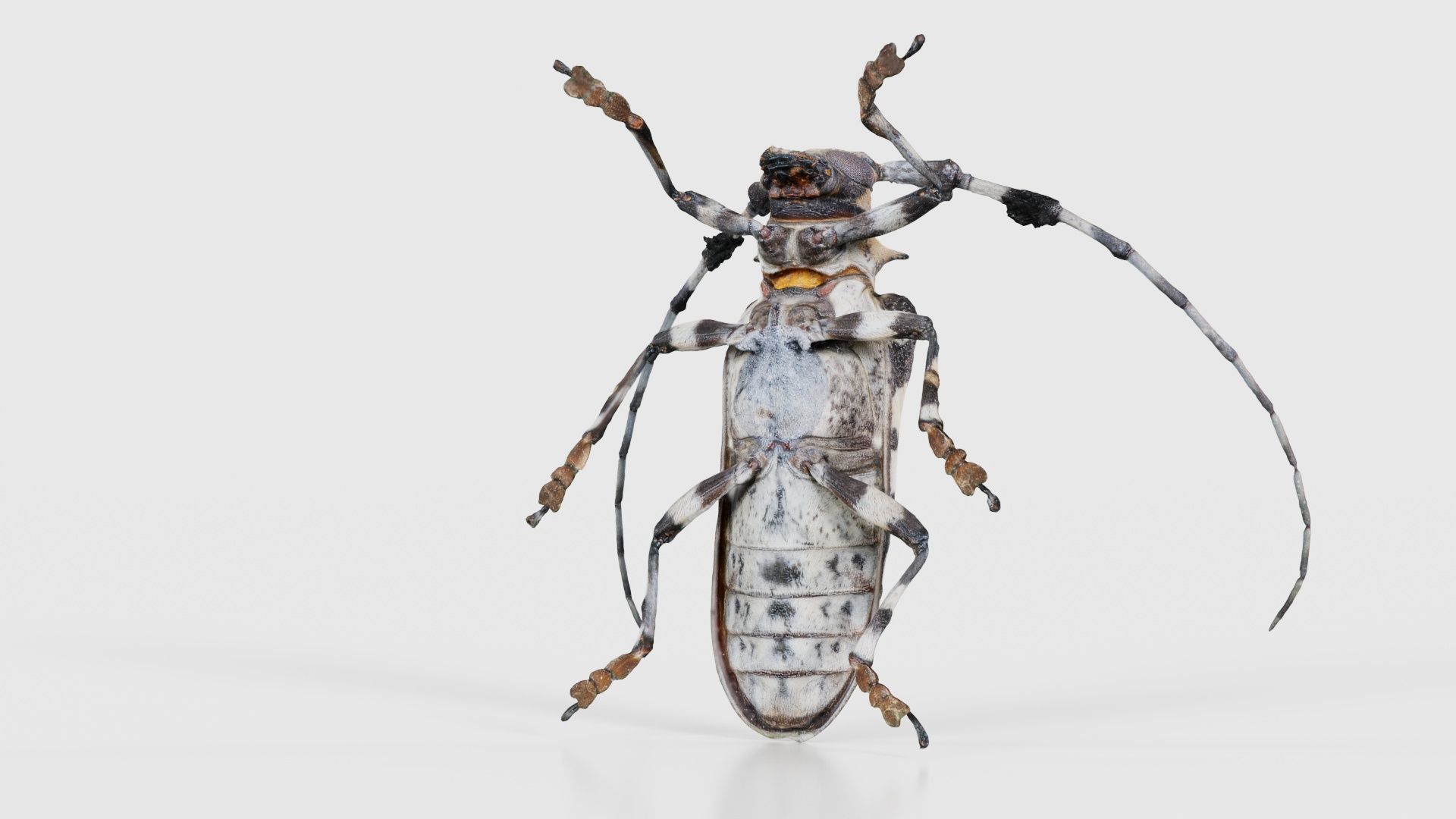Longhorn Beetle Cerambycidae Low-poly 3D model_20