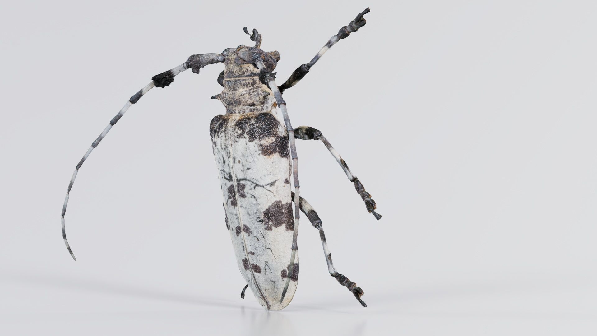 Longhorn Beetle Cerambycidae Low-poly 3D model_3