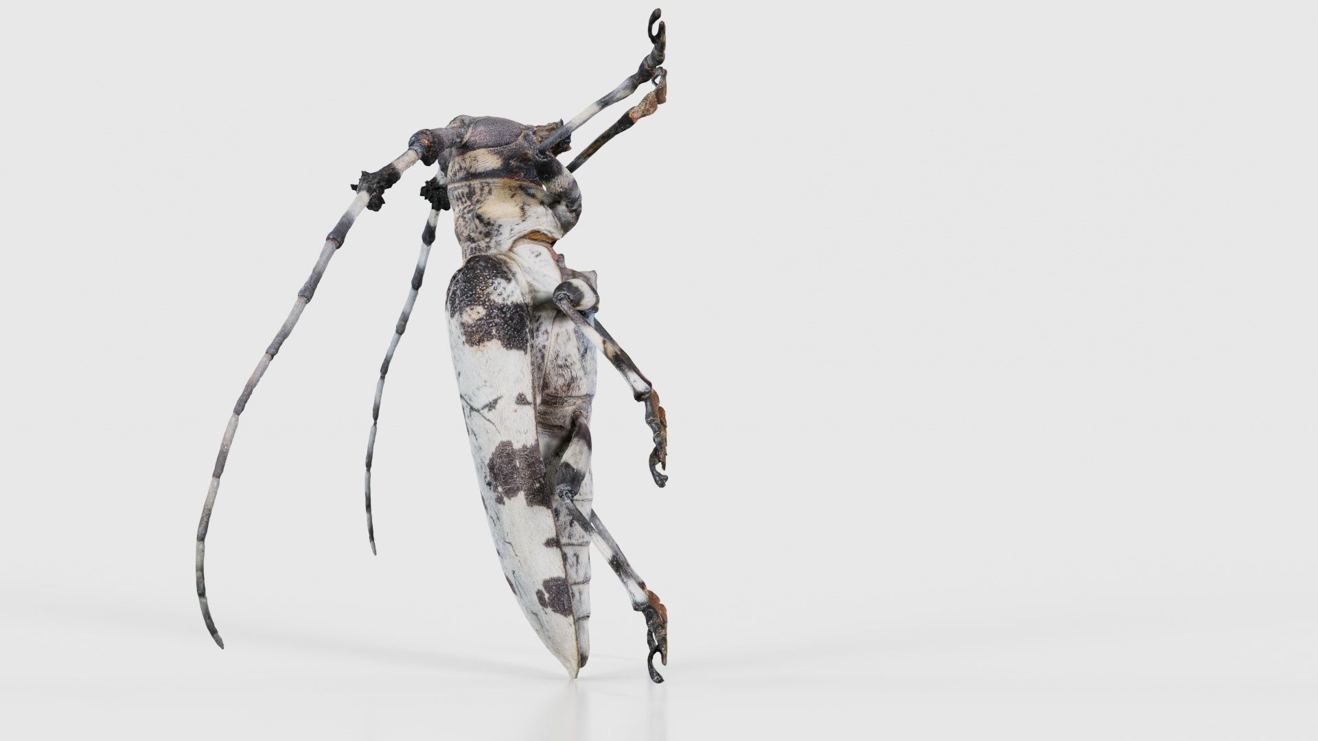 Longhorn Beetle Cerambycidae Low-poly 3D model_24