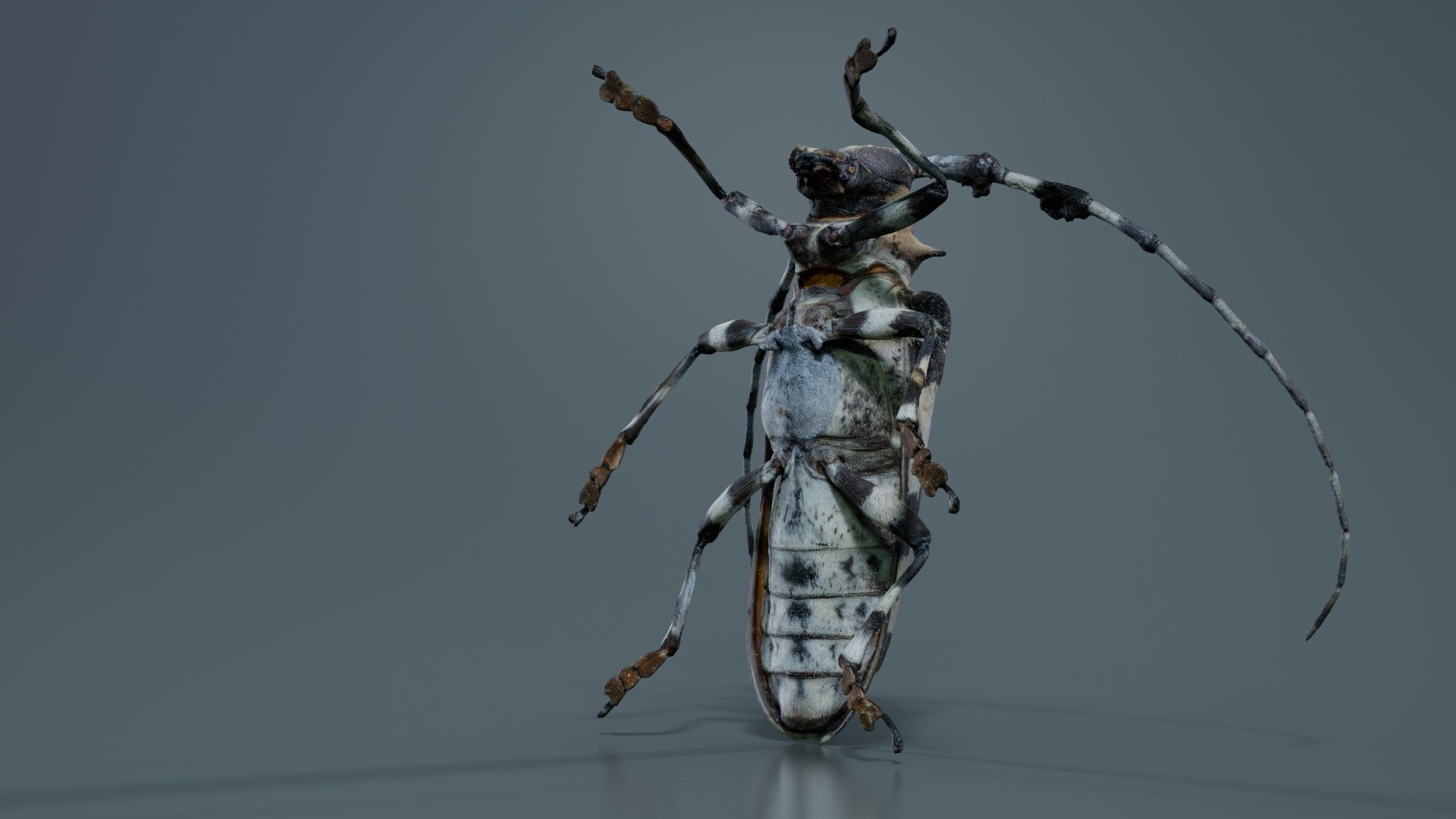 Longhorn Beetle Cerambycidae Low-poly 3D model_5
