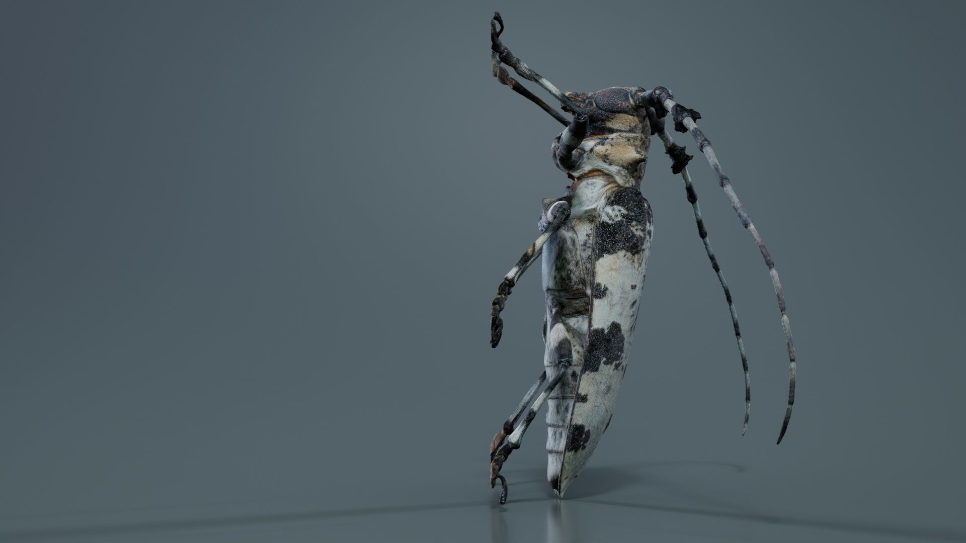 Longhorn Beetle Cerambycidae Low-poly 3D model_8