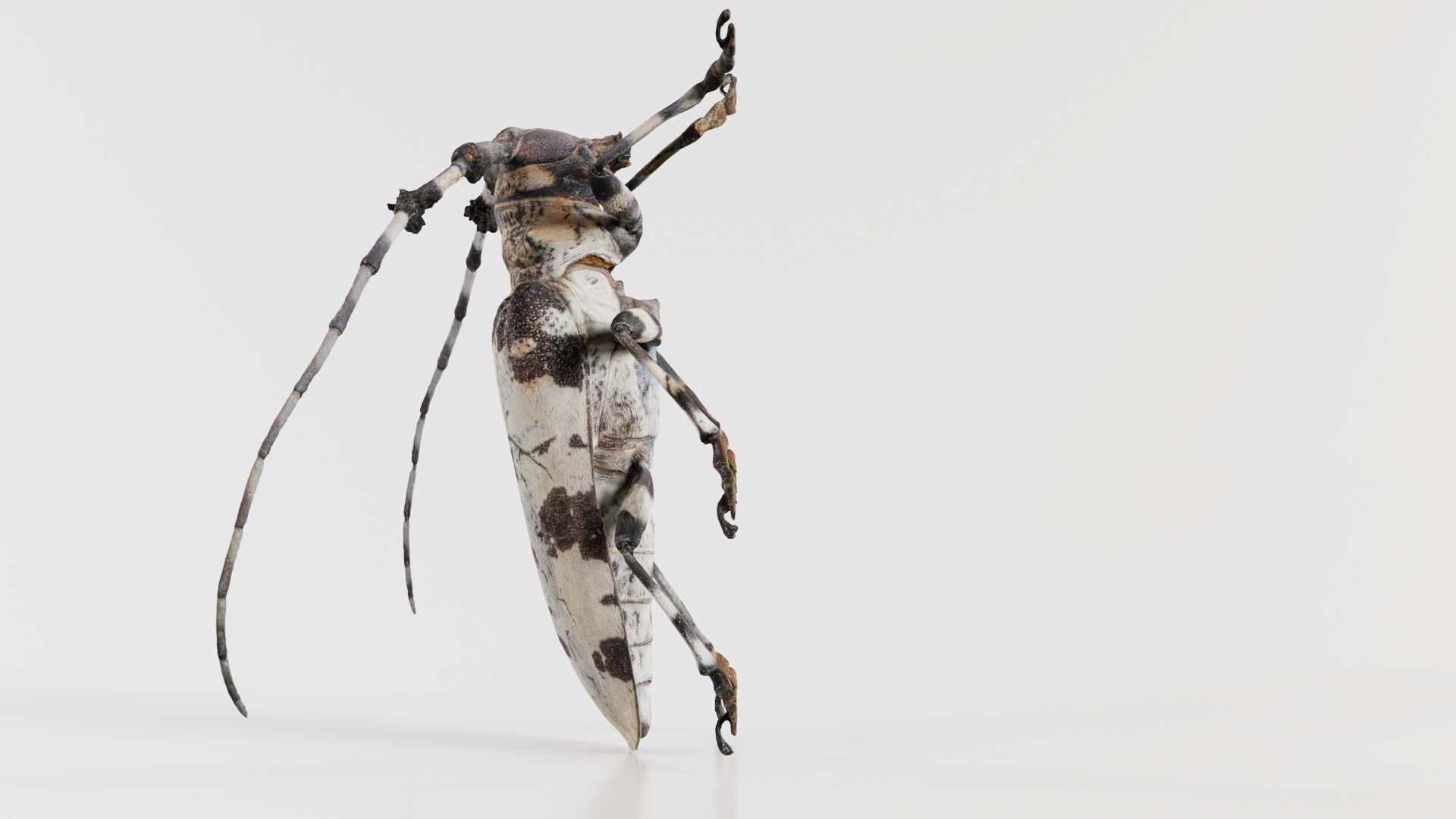 Longhorn Beetle Cerambycidae Low-poly 3D model_6