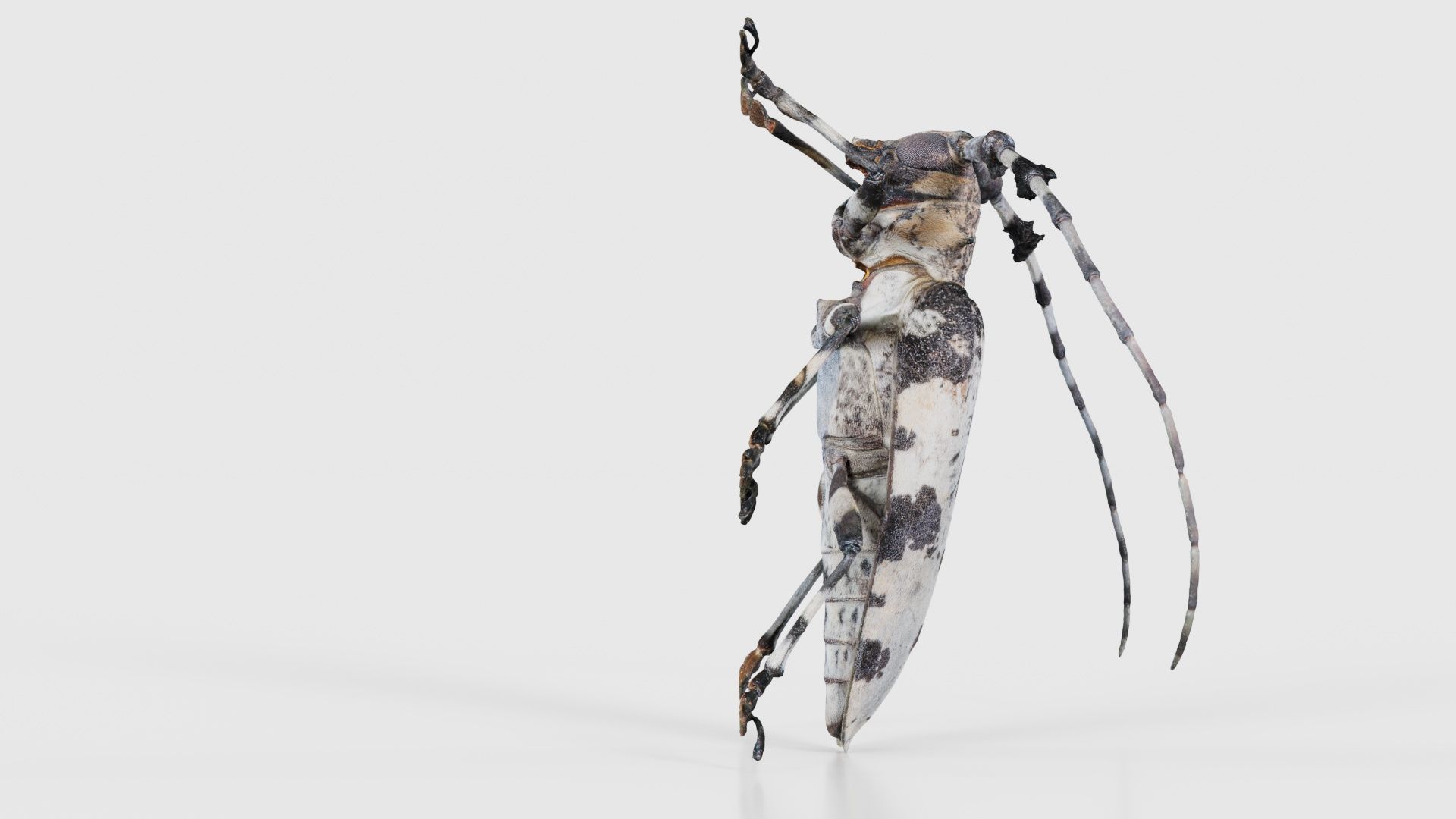 Longhorn Beetle Cerambycidae Low-poly 3D model_18
