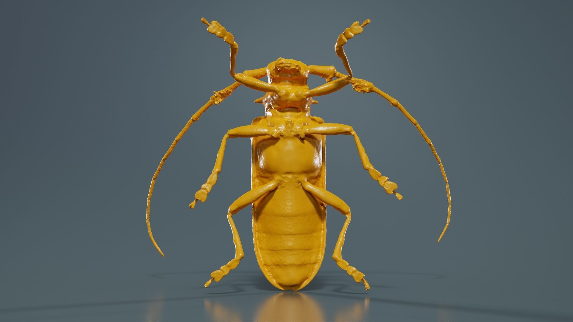 Longhorn Beetle Cerambycidae Low-poly 3D model_13