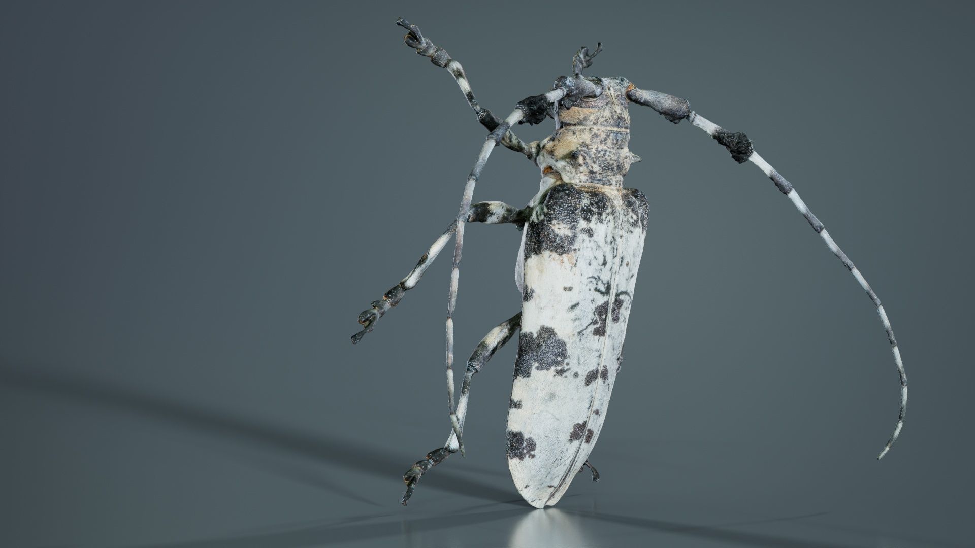 Longhorn Beetle Cerambycidae Low-poly 3D model_2