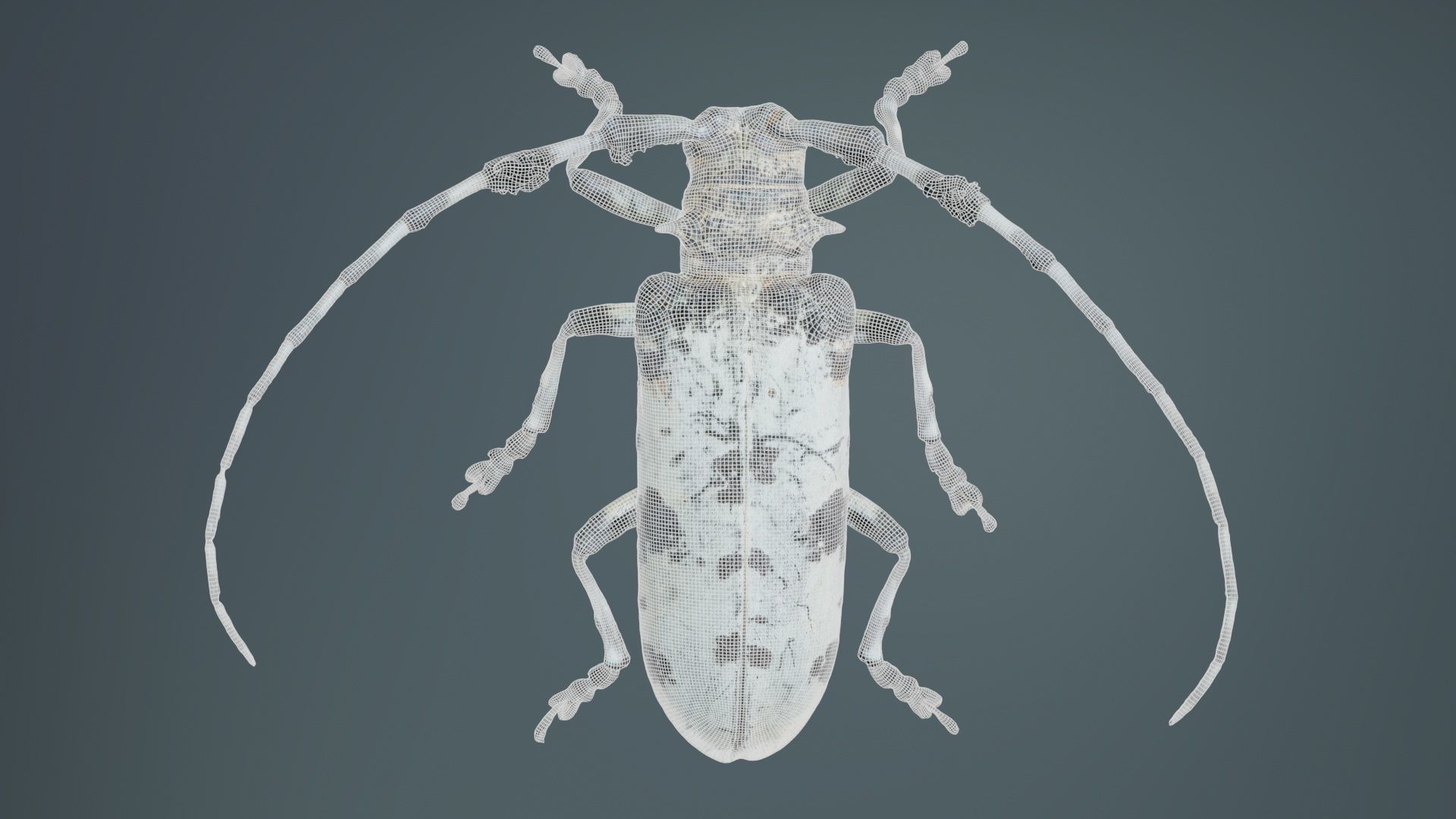 Longhorn Beetle Cerambycidae Low-poly 3D model_9