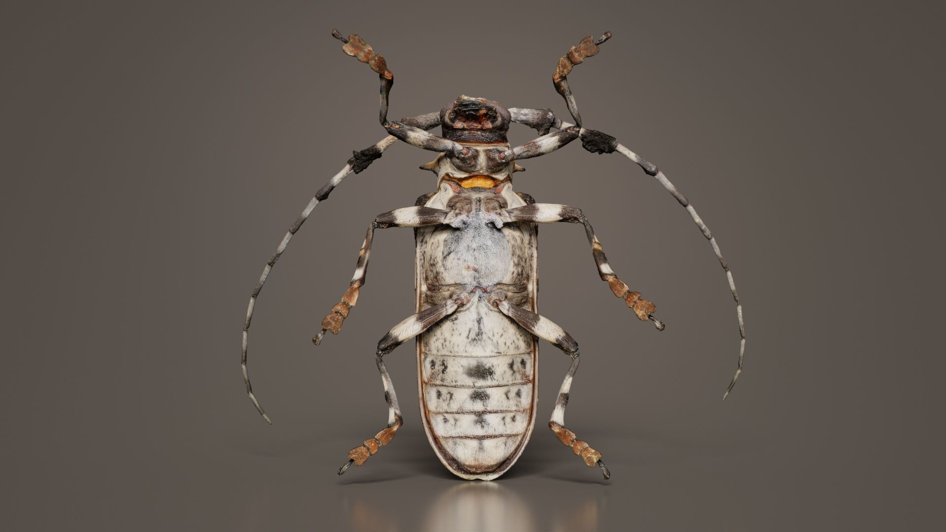 Longhorn Beetle Cerambycidae Low-poly 3D model_4