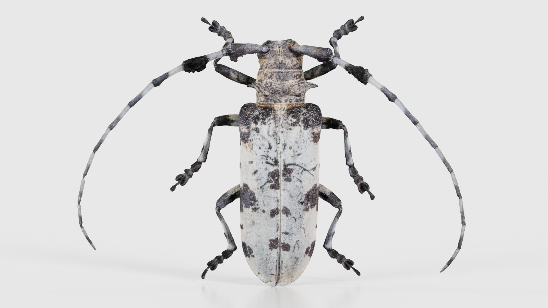 Longhorn Beetle Cerambycidae Low-poly 3D model_15