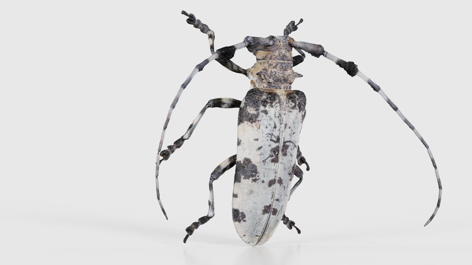 Longhorn Beetle Cerambycidae Low-poly 3D model_16