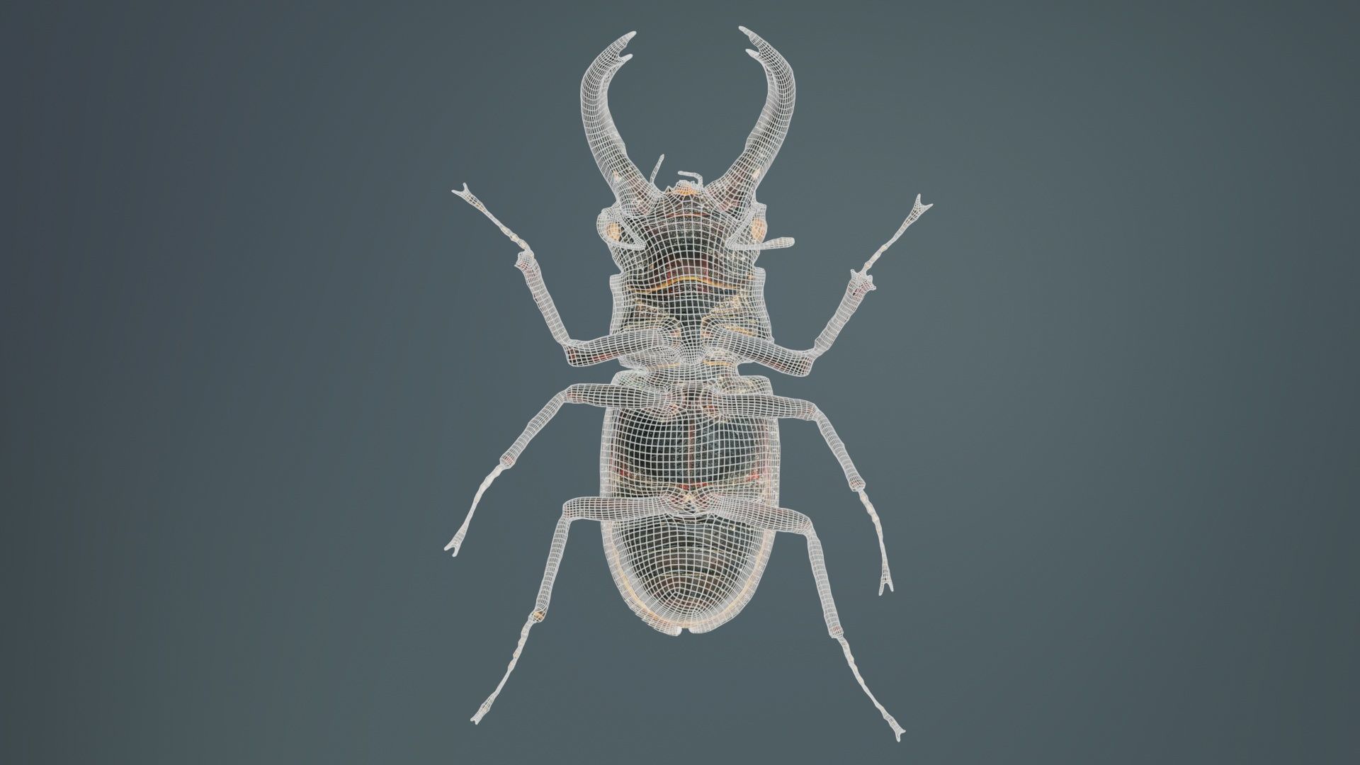 Lucanus Cervus Stag Beetle Low-poly 3D model_10