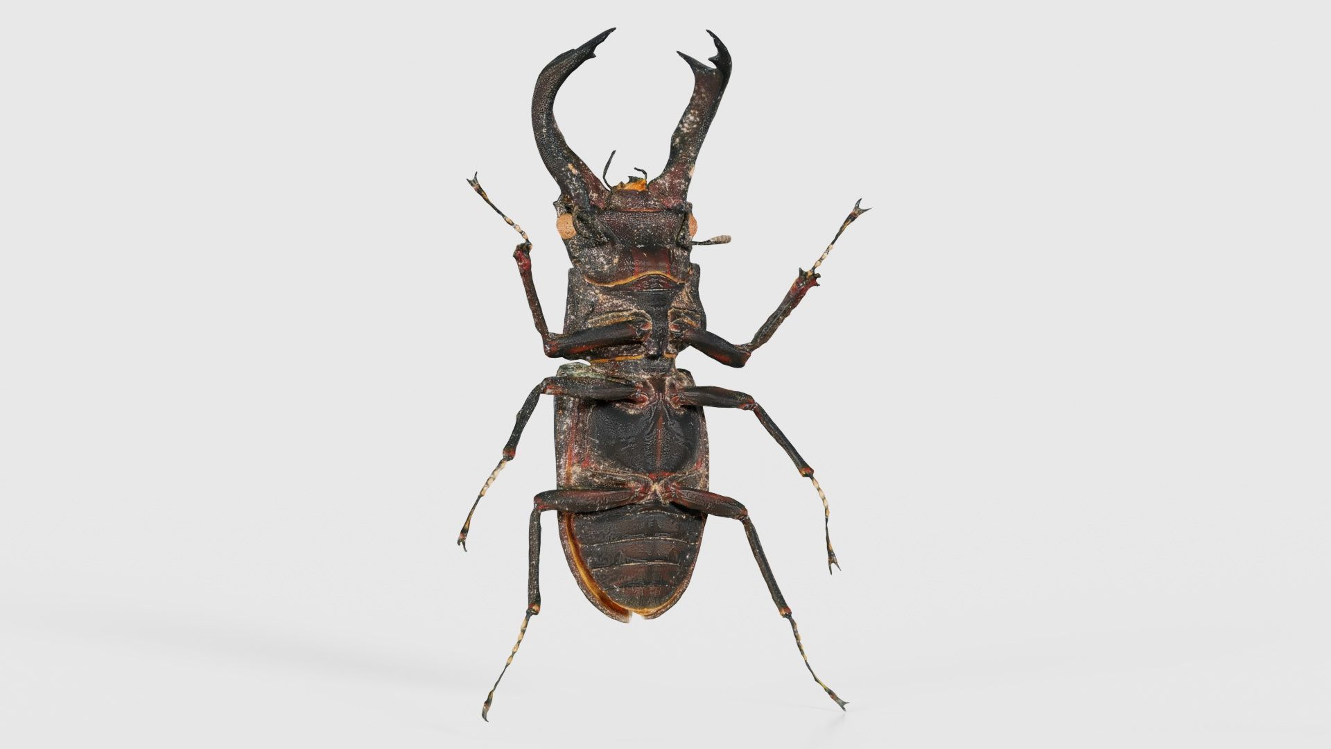 Lucanus Cervus Stag Beetle Low-poly 3D model_22