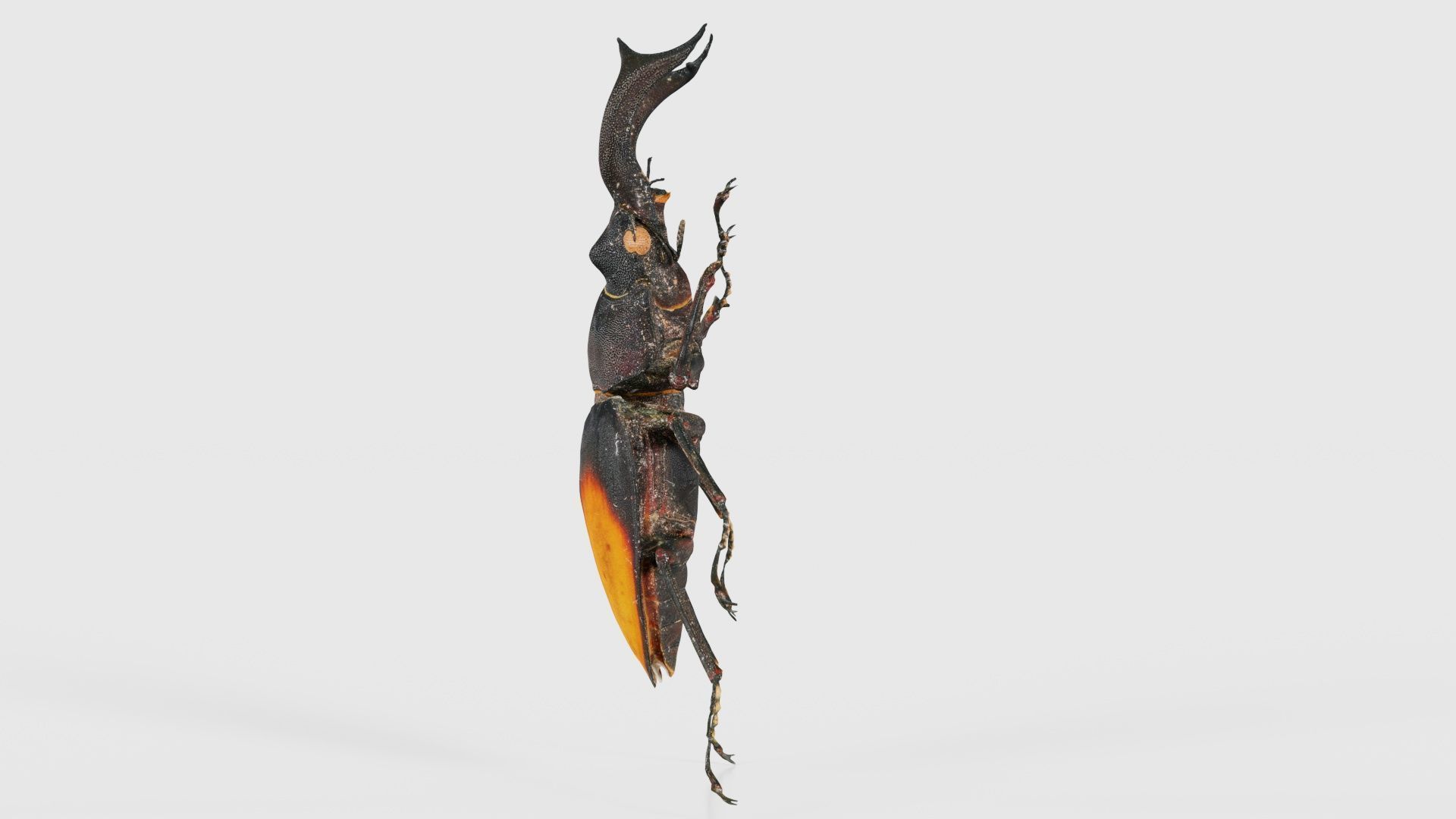 Lucanus Cervus Stag Beetle Low-poly 3D model_24