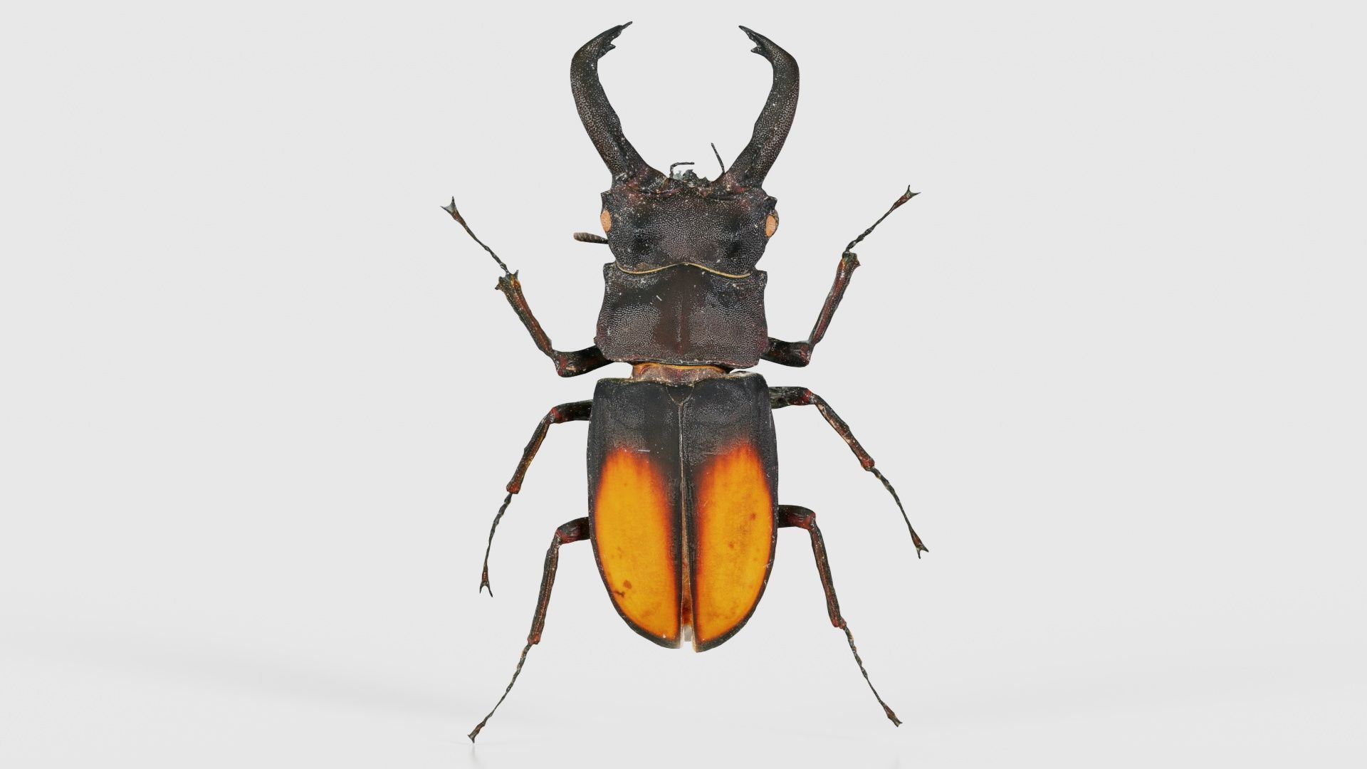 Lucanus Cervus Stag Beetle Low-poly 3D model_15