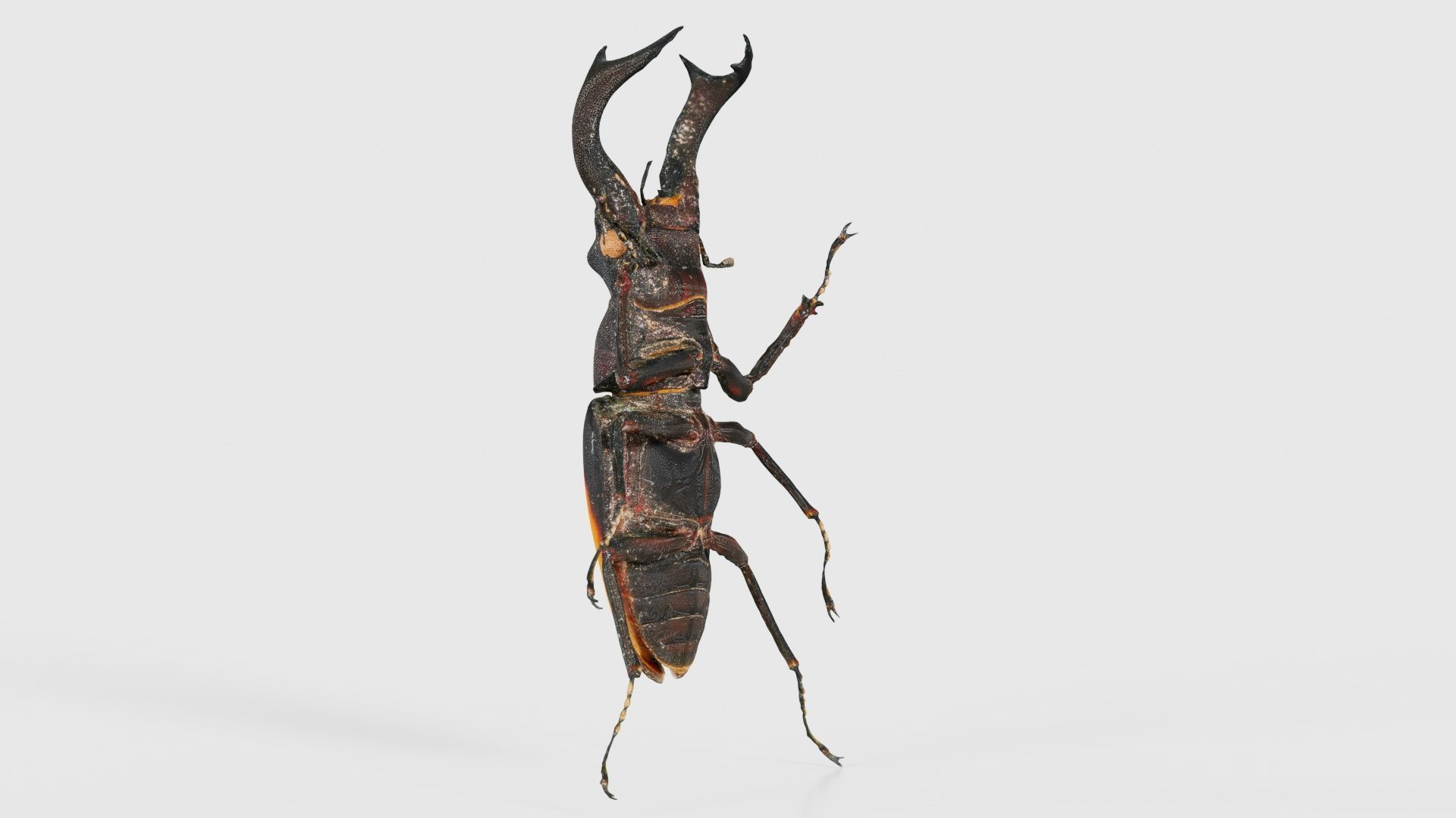 Lucanus Cervus Stag Beetle Low-poly 3D model_23