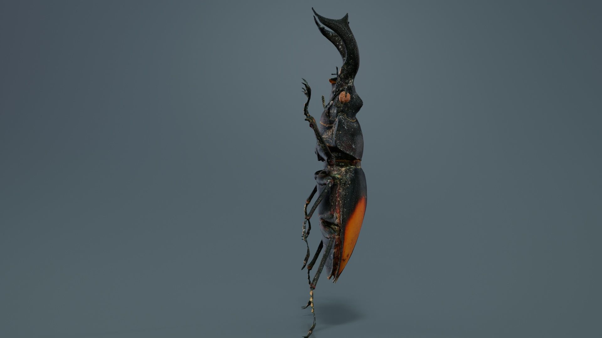 Lucanus Cervus Stag Beetle Low-poly 3D model_7