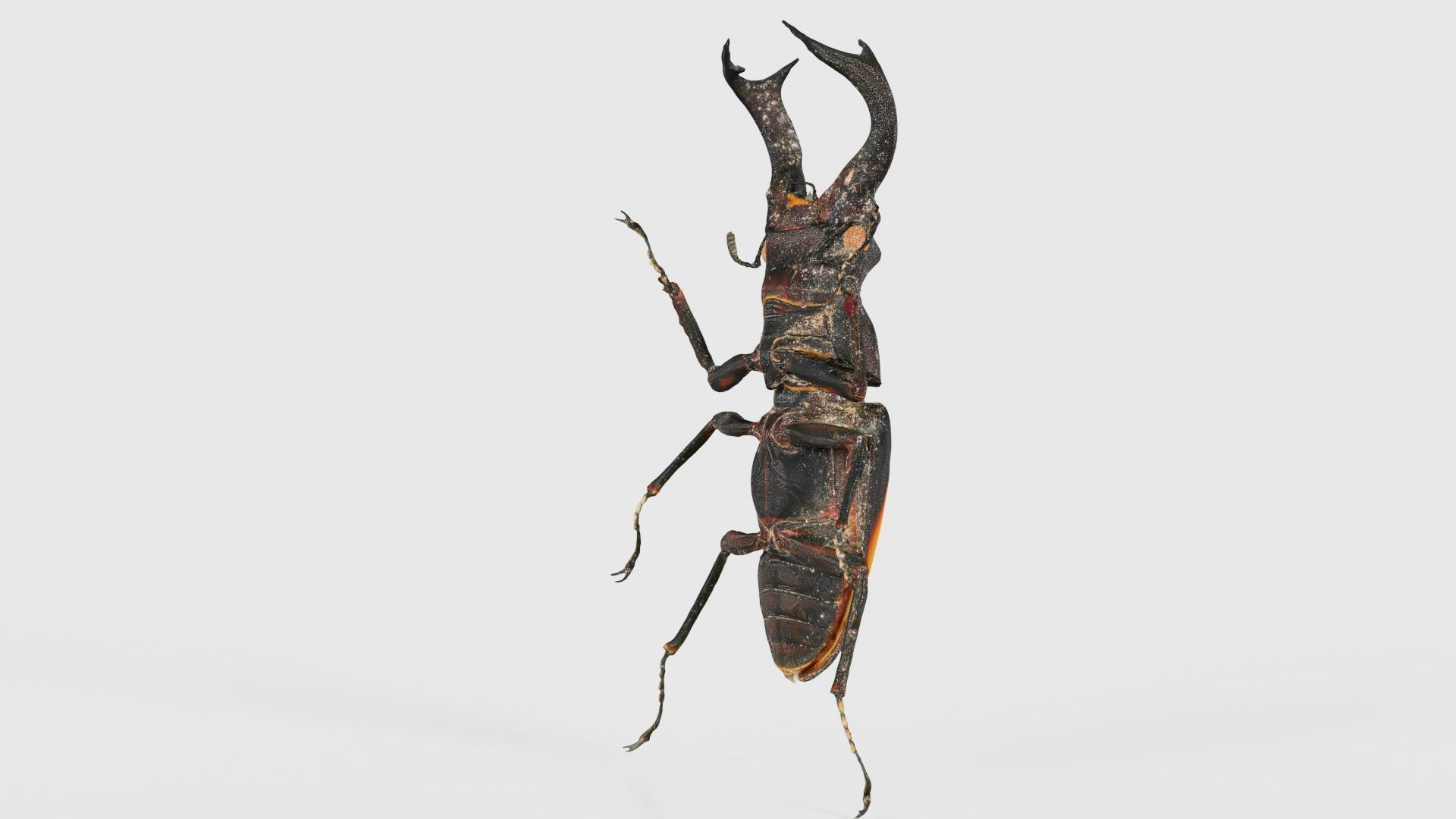 Lucanus Cervus Stag Beetle Low-poly 3D model_19