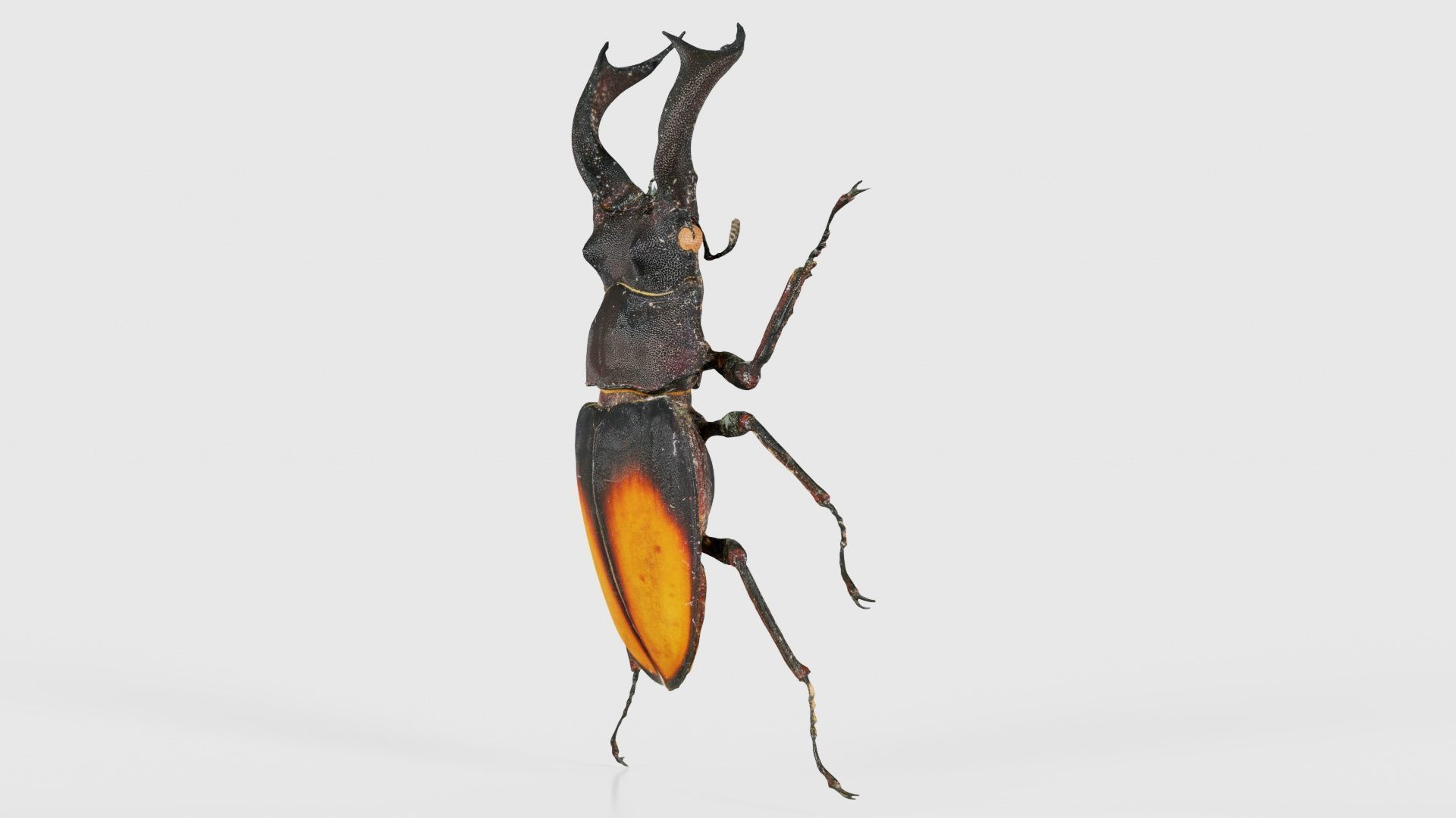Lucanus Cervus Stag Beetle Low-poly 3D model_25
