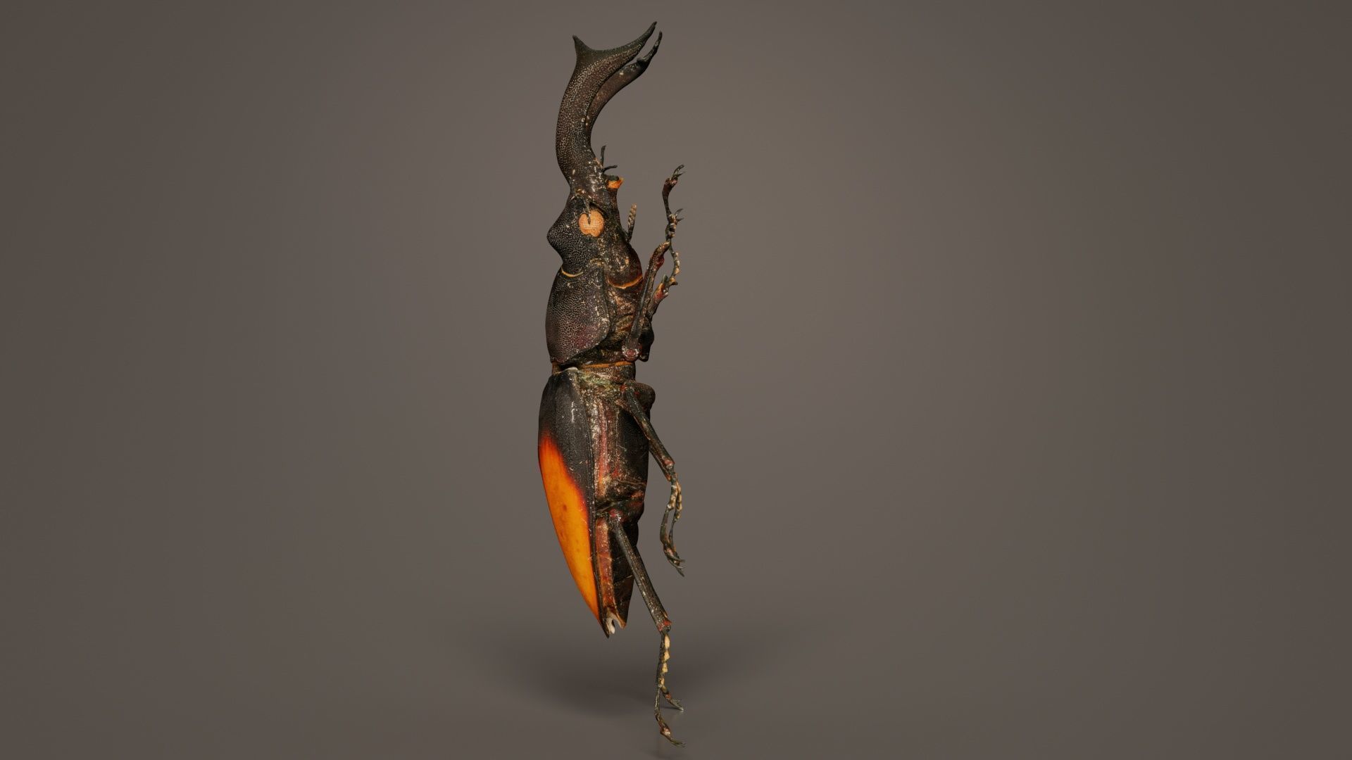 Lucanus Cervus Stag Beetle Low-poly 3D model_3