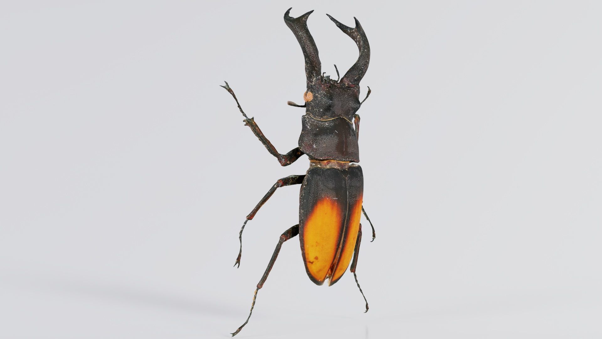Lucanus Cervus Stag Beetle Low-poly 3D model_6