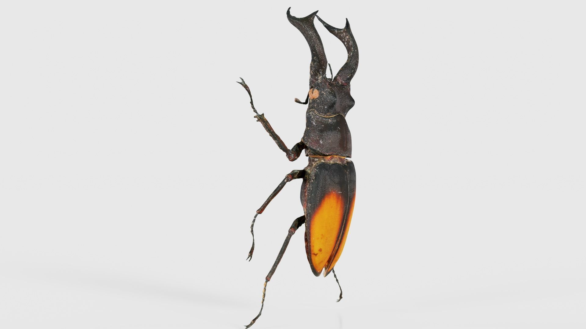 Lucanus Cervus Stag Beetle Low-poly 3D model_17