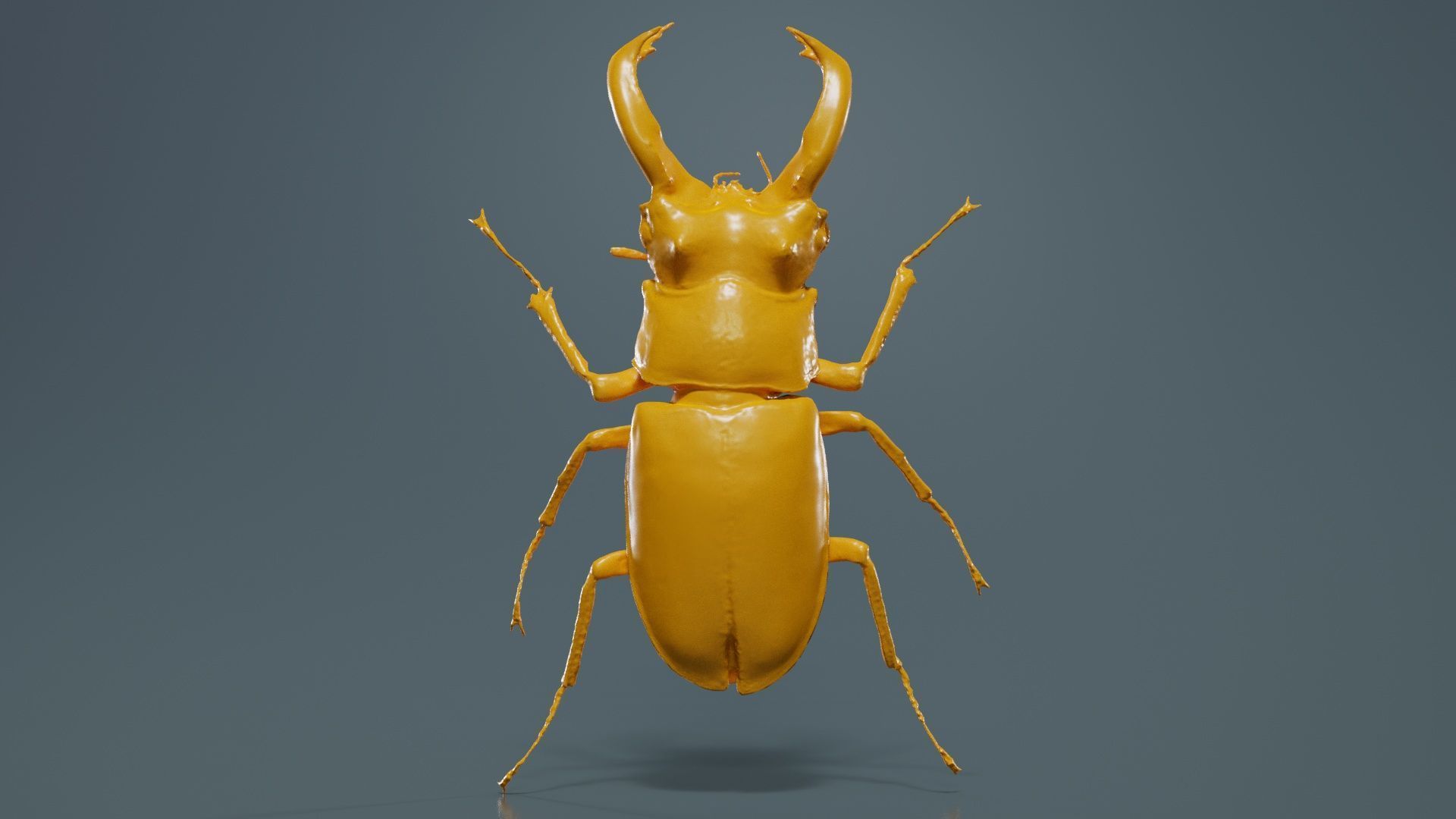 Lucanus Cervus Stag Beetle Low-poly 3D model_12