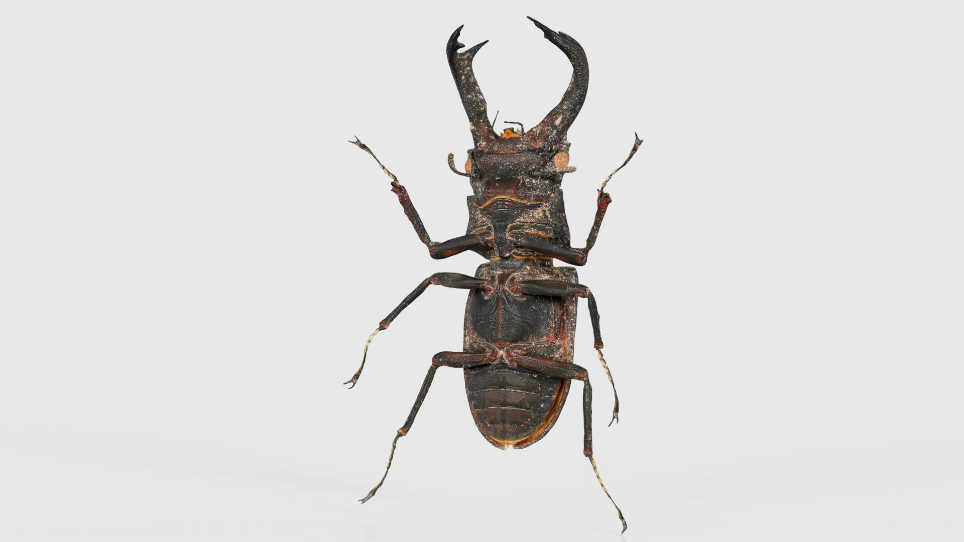 Lucanus Cervus Stag Beetle Low-poly 3D model_20
