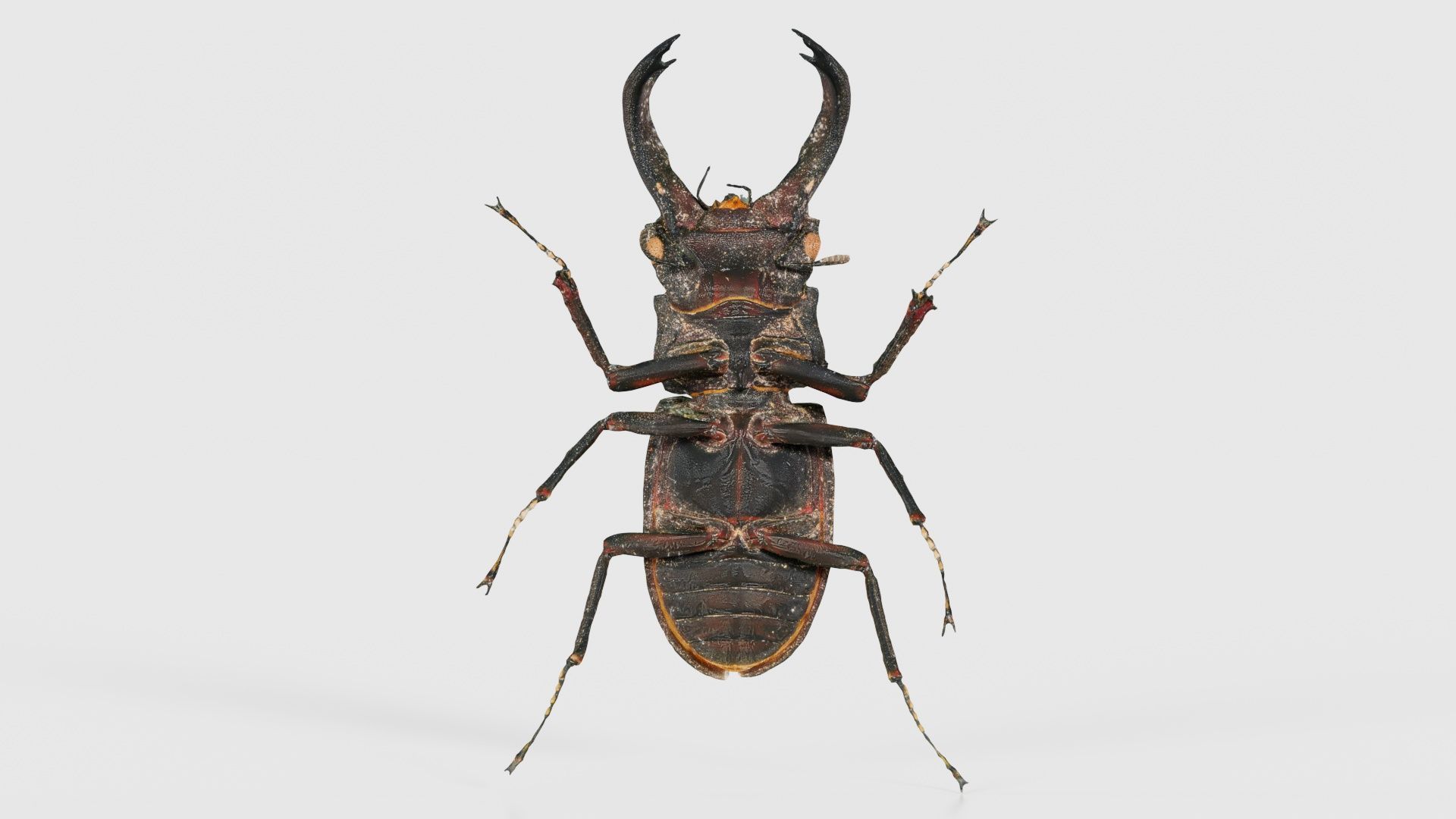 Lucanus Cervus Stag Beetle Low-poly 3D model_21