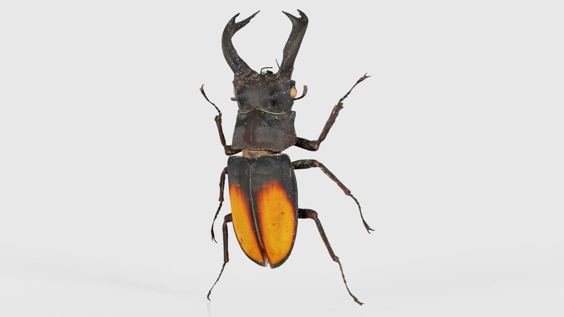 Lucanus Cervus Stag Beetle Low-poly 3D model_26