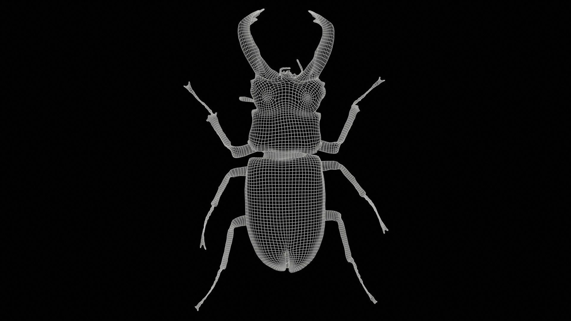 Lucanus Cervus Stag Beetle Low-poly 3D model_11