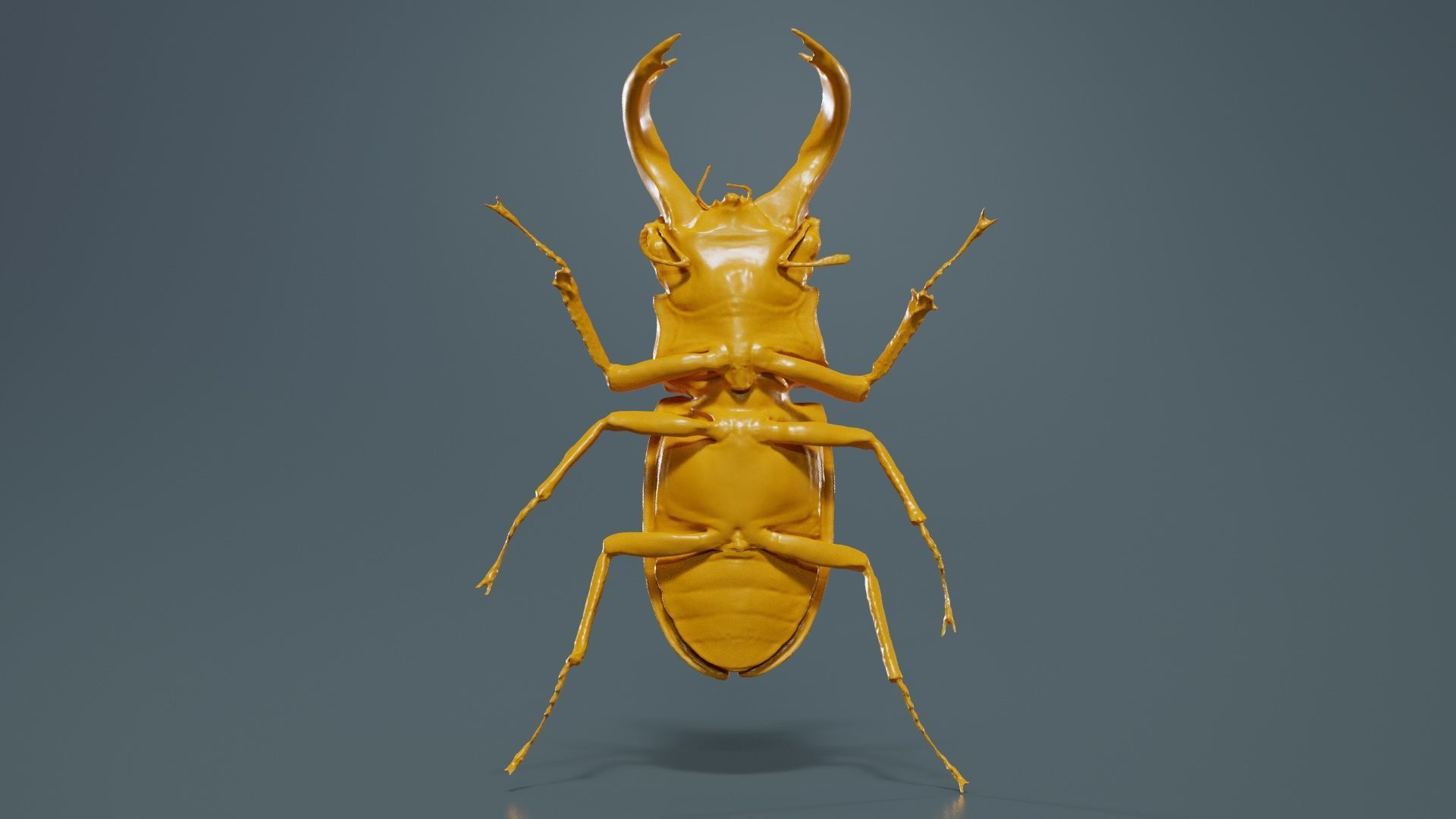 Lucanus Cervus Stag Beetle Low-poly 3D model_13