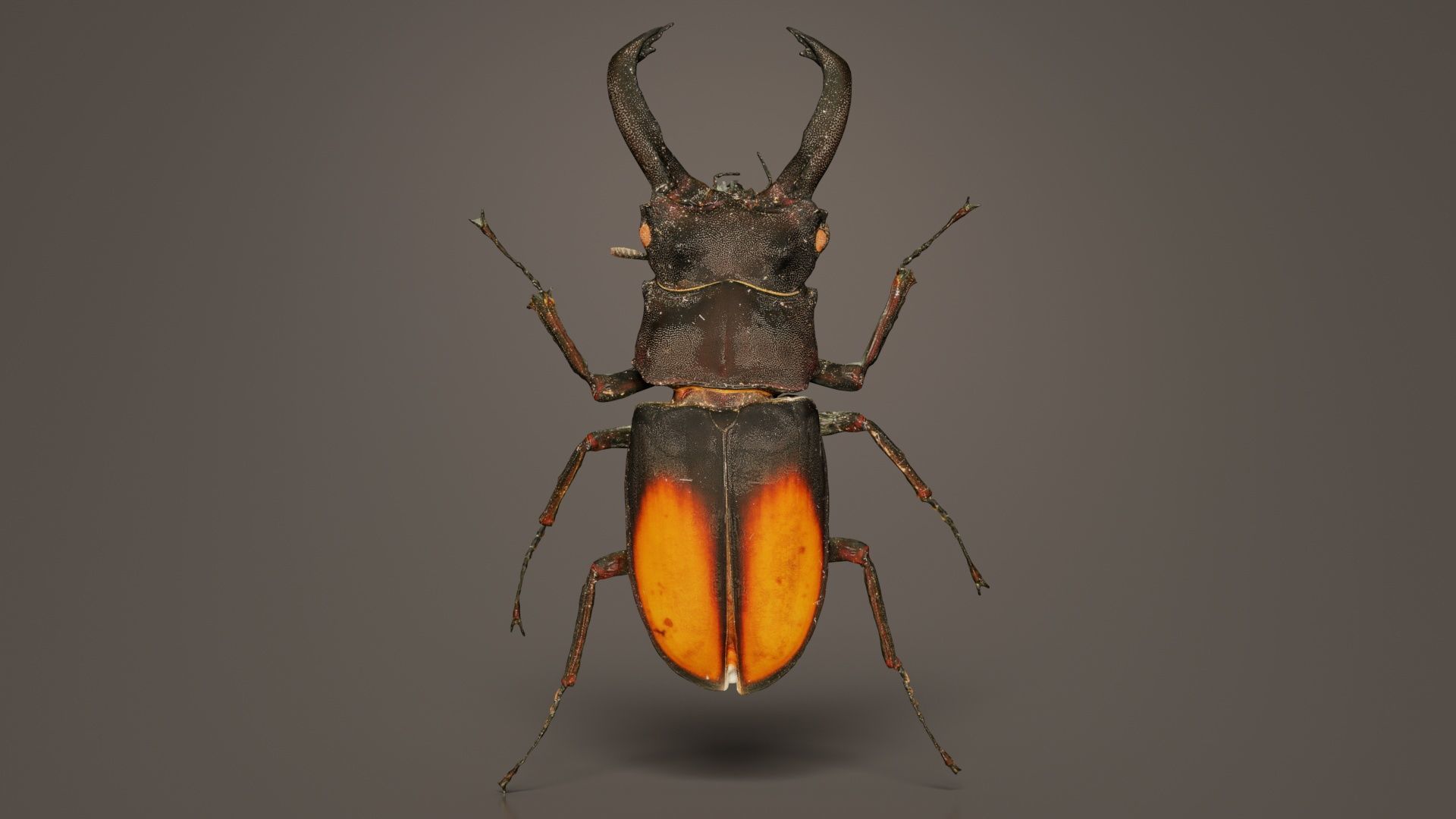 Lucanus Cervus Stag Beetle Low-poly 3D model_5