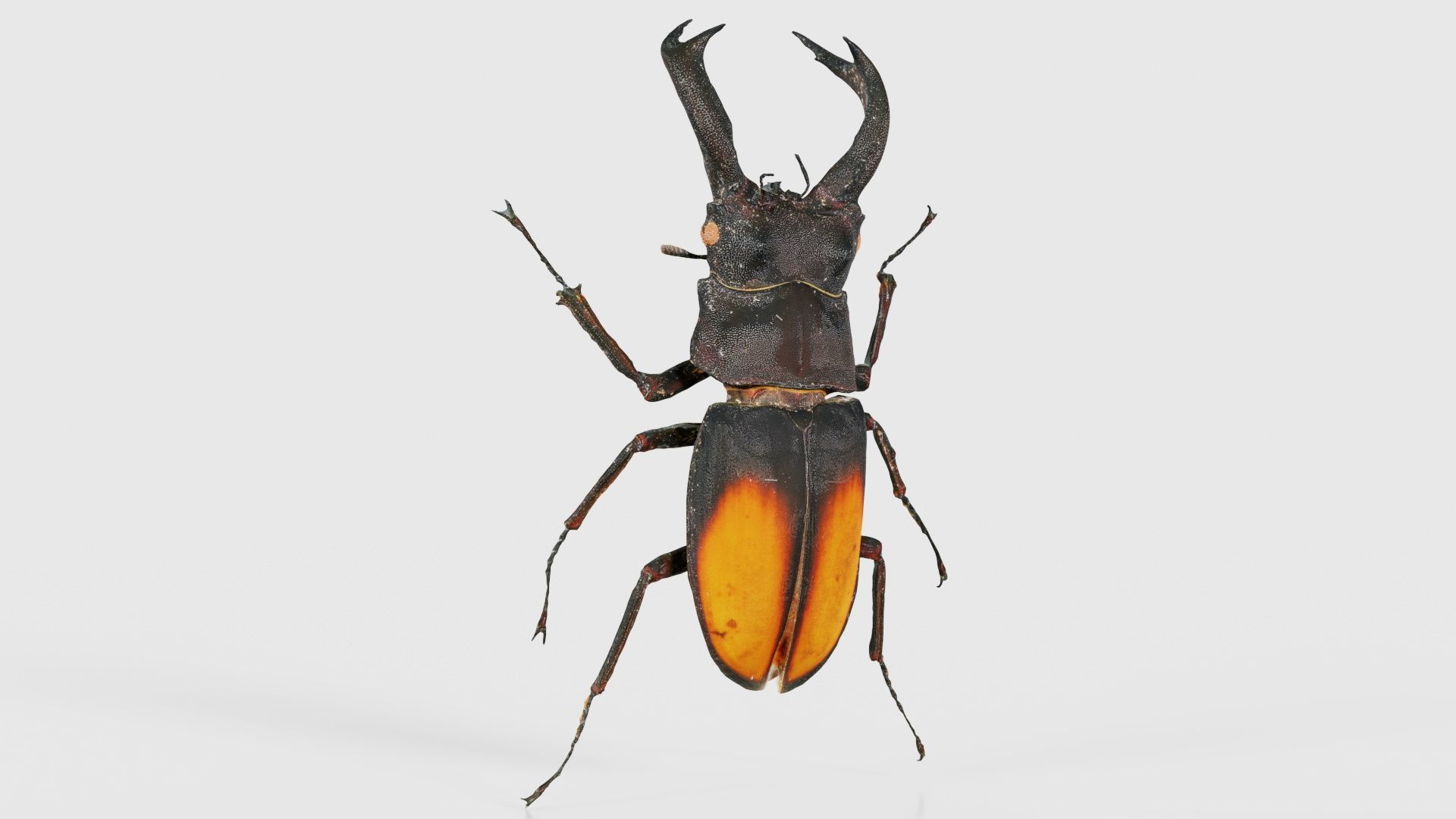 Lucanus Cervus Stag Beetle Low-poly 3D model_16