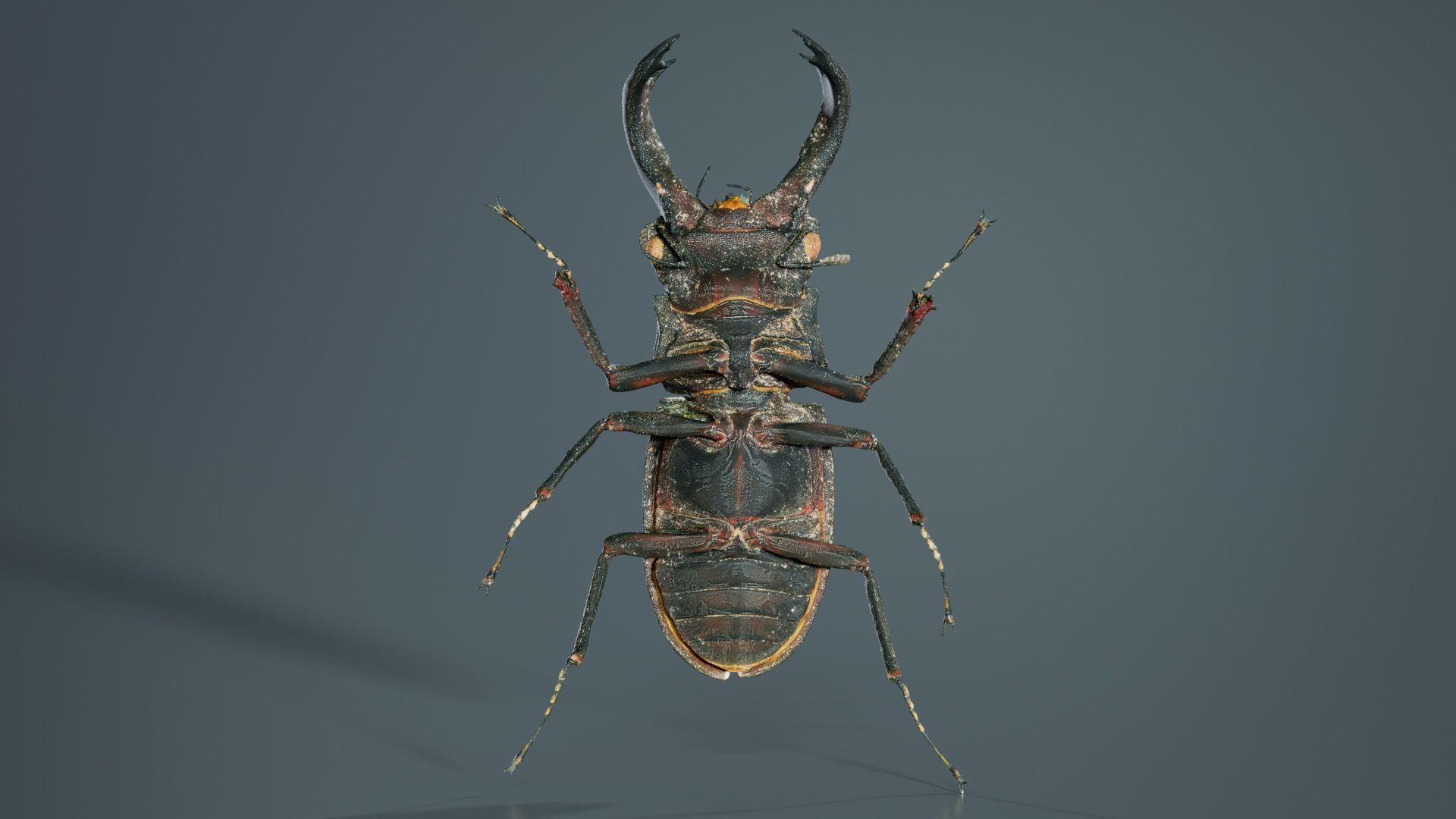 Lucanus Cervus Stag Beetle Low-poly 3D model_8