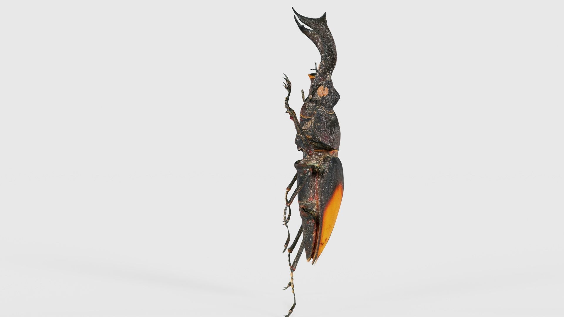 Lucanus Cervus Stag Beetle Low-poly 3D model_18