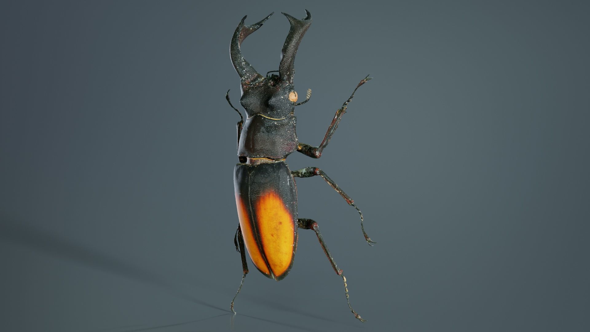 Lucanus Cervus Stag Beetle Low-poly 3D model_4