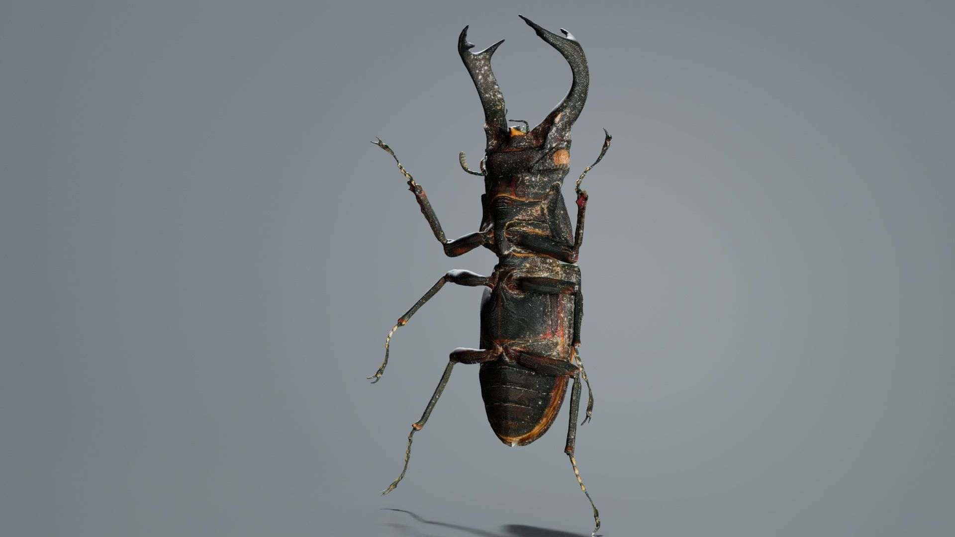 Lucanus Cervus Stag Beetle Low-poly 3D model_2