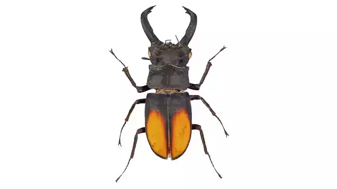 Lucanus Cervus Stag Beetle