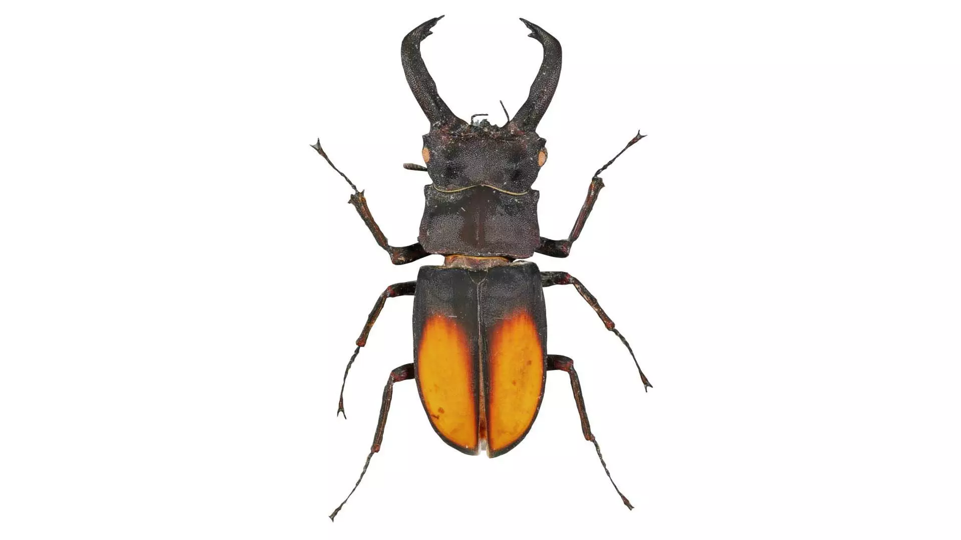 Lucanus Cervus Stag Beetle Low-poly 3D model_0