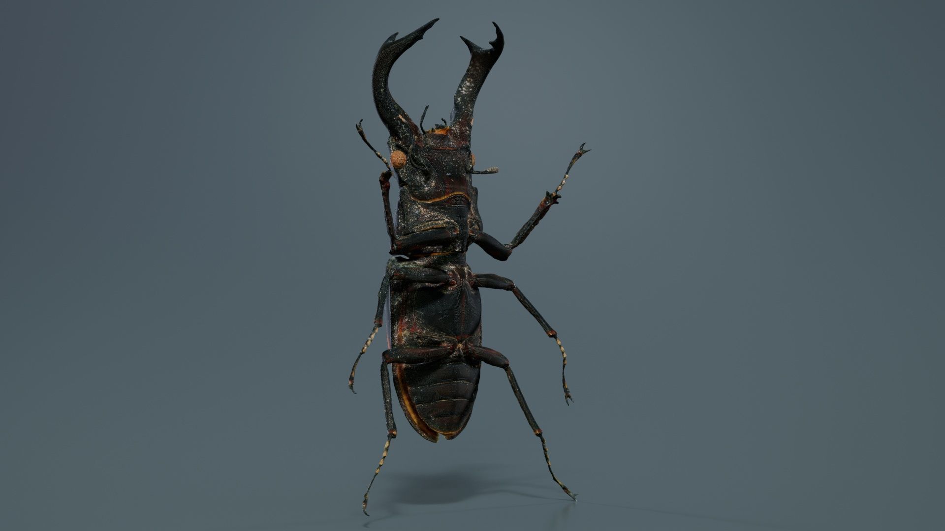 Lucanus Cervus Stag Beetle Low-poly 3D model_1