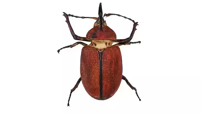 Melolontha Melolontha Cockchafer
