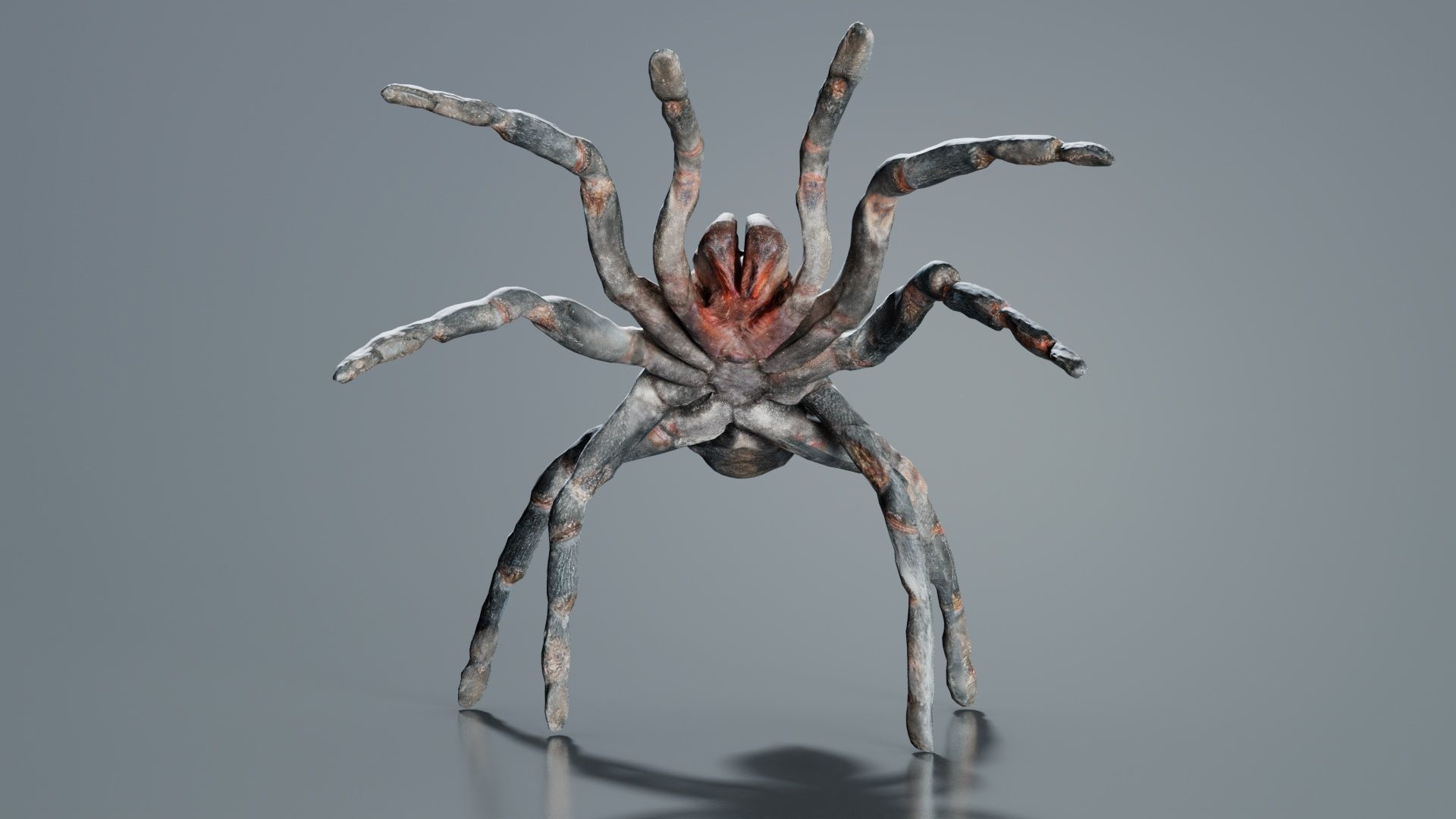 Opelma Minax Spider Tarantula Low-poly 3D model_1