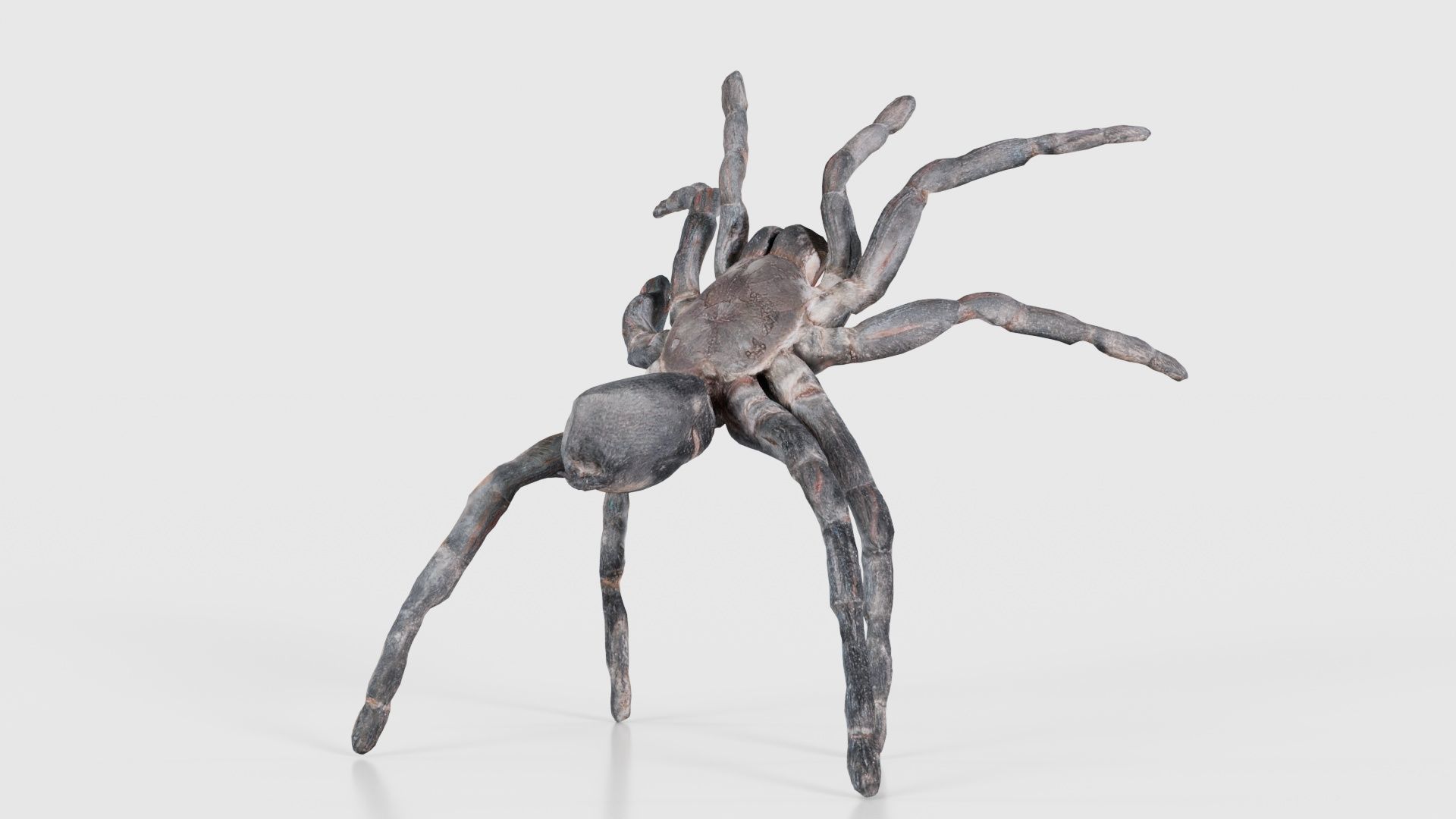 Opelma Minax Spider Tarantula Low-poly 3D model_20