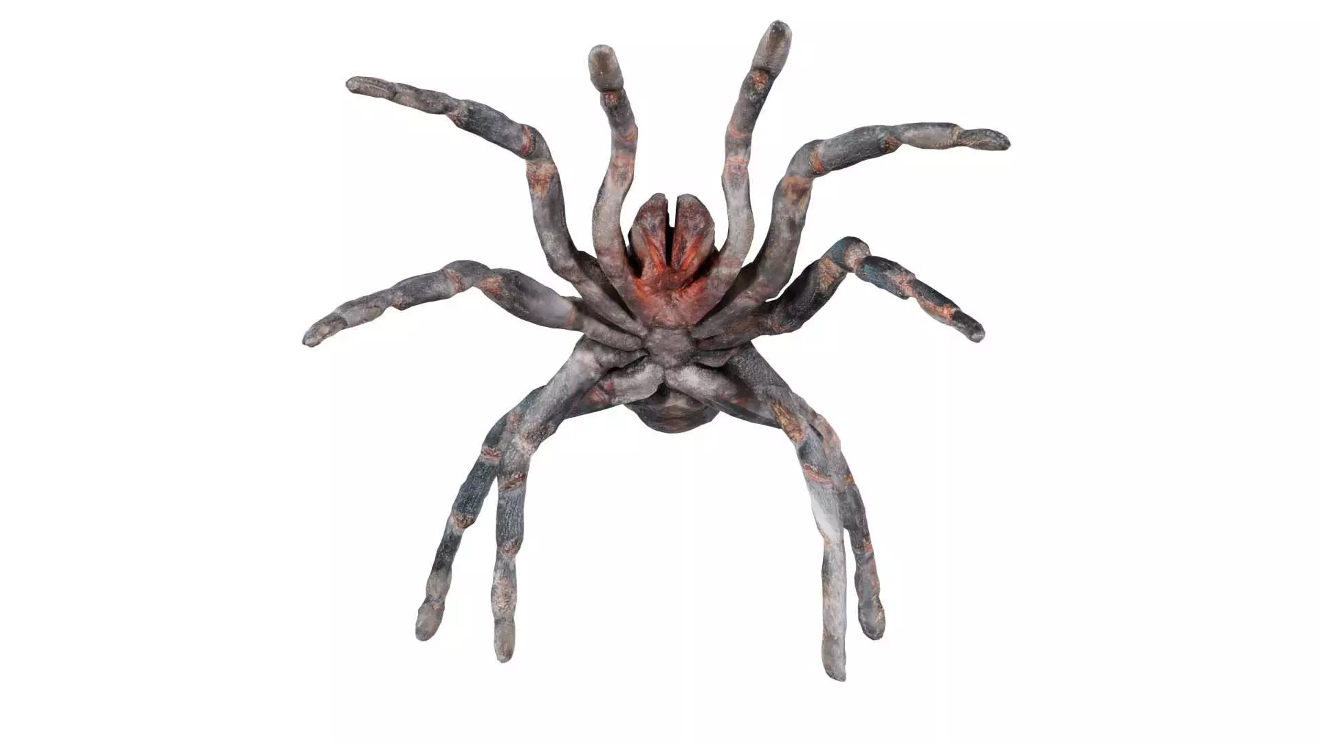 Opelma Minax Spider Tarantula Low-poly 3D model_0