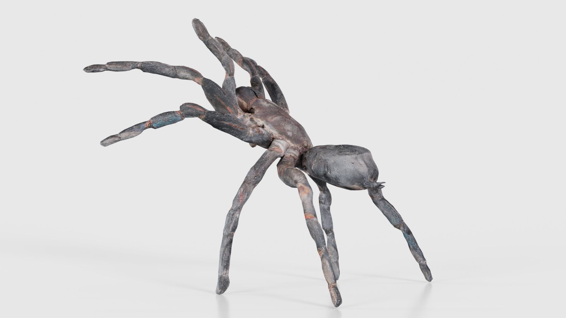 Opelma Minax Spider Tarantula Low-poly 3D model_23
