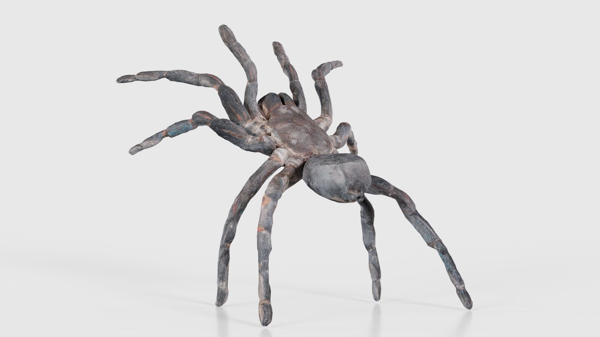 Opelma Minax Spider Tarantula Low-poly 3D model_22